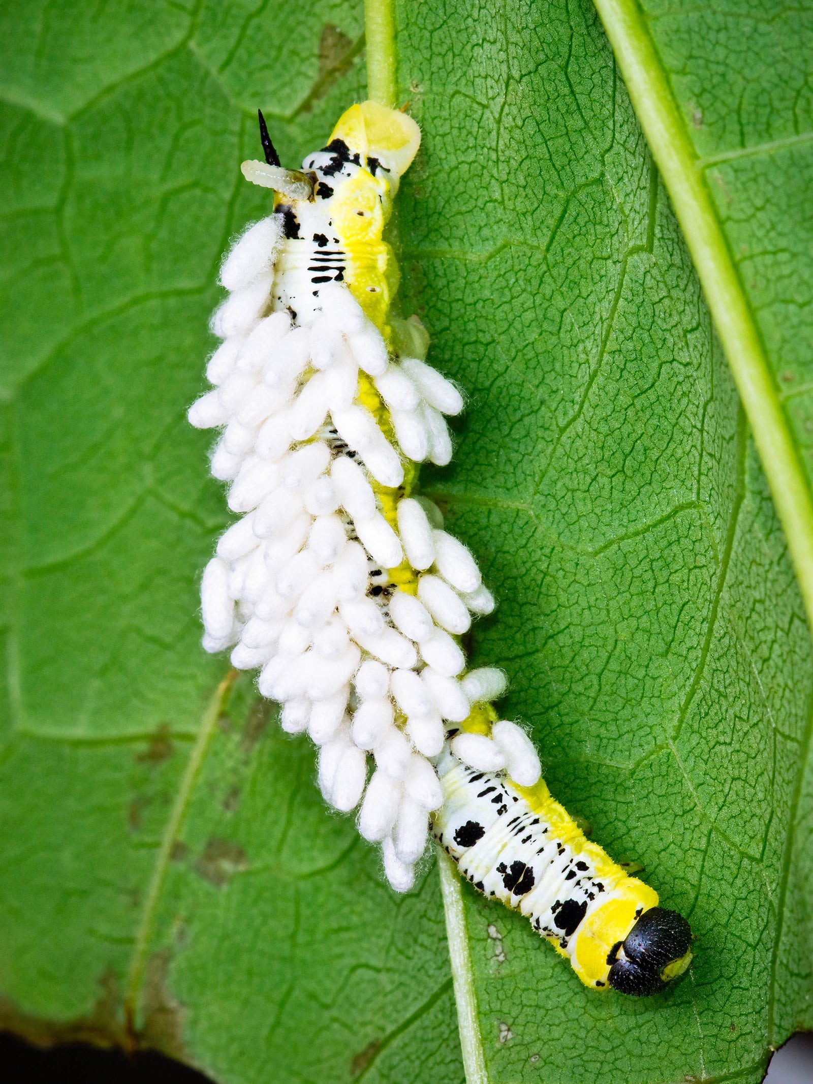 Sphinx moth caterpillar on a leaf, parasitized by a ton of braconid wasp cocoons