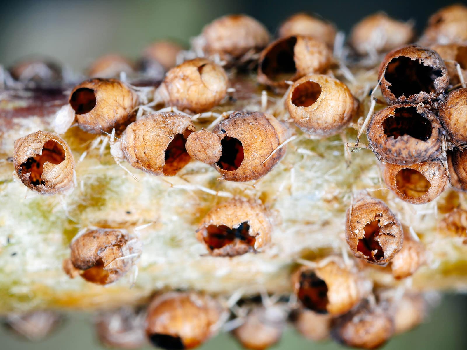 A colony of aphid mummies with holes chewed out by braconid wasps