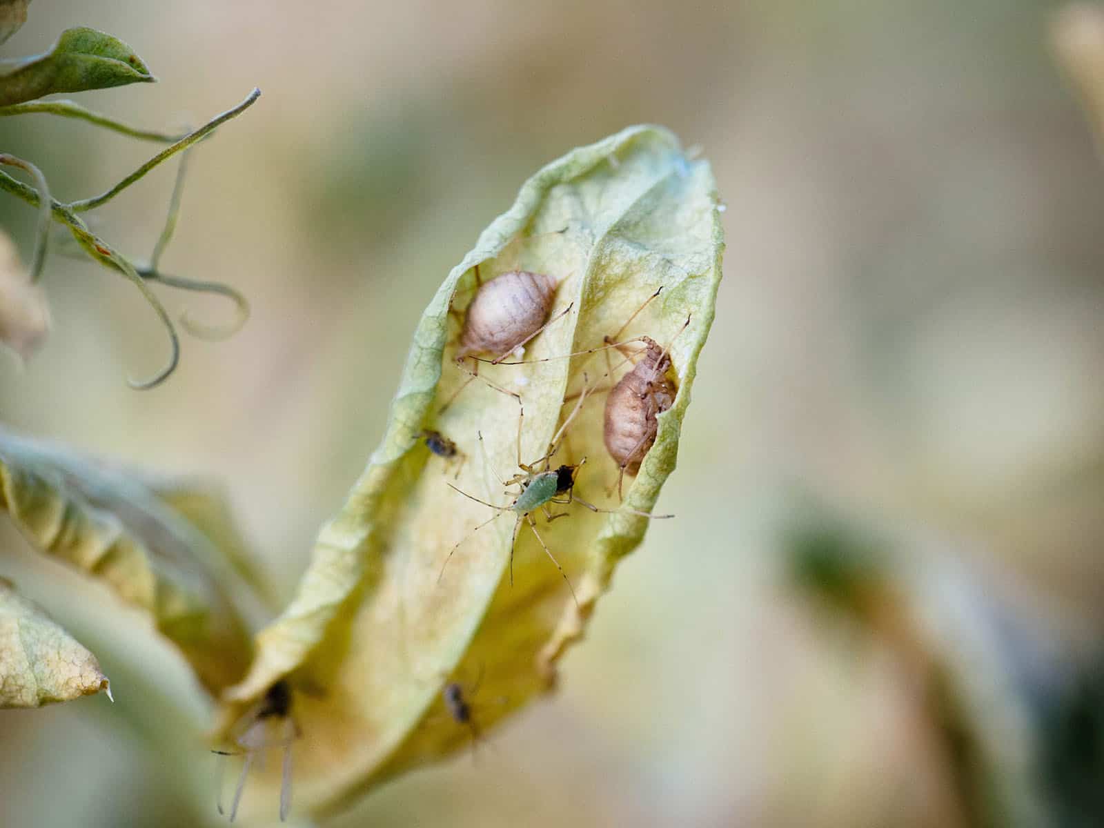 Two aphid mummies on the underside of a dying leaf with green aphids crawling around