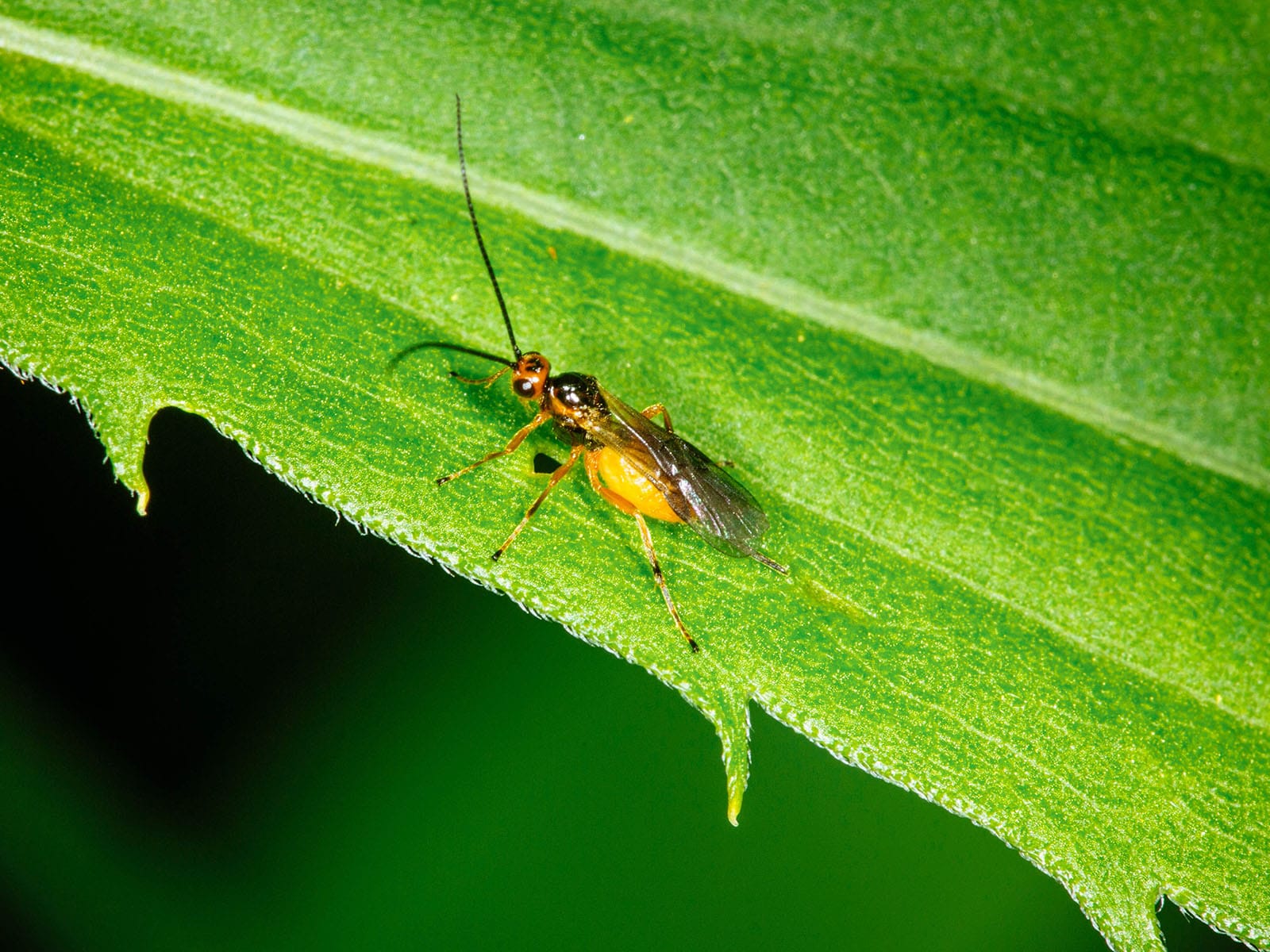 Yellowish-orange braconid wasp sitting on a leaf