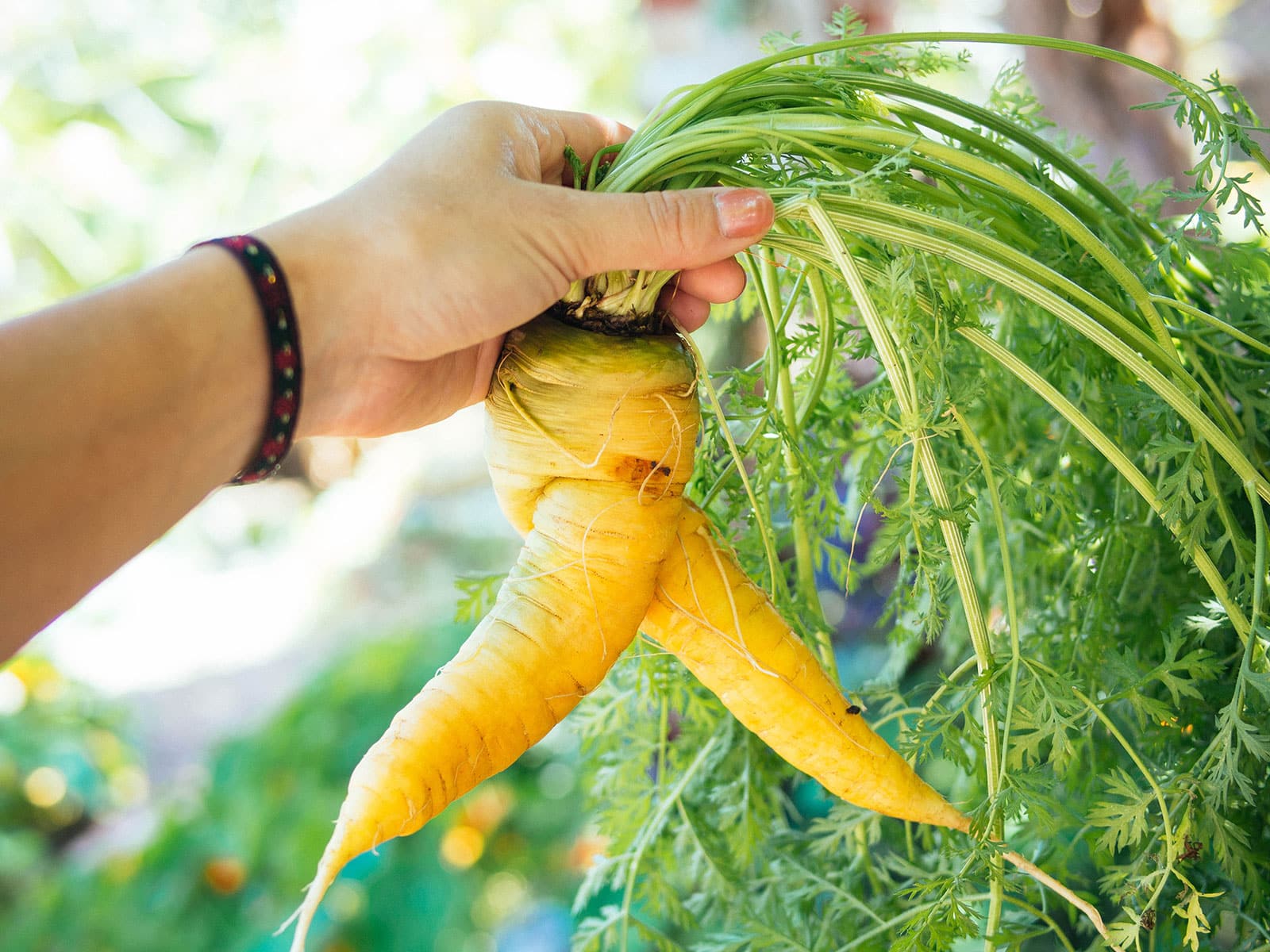 Why your carrots look wonky: splits, twists, and other deformities