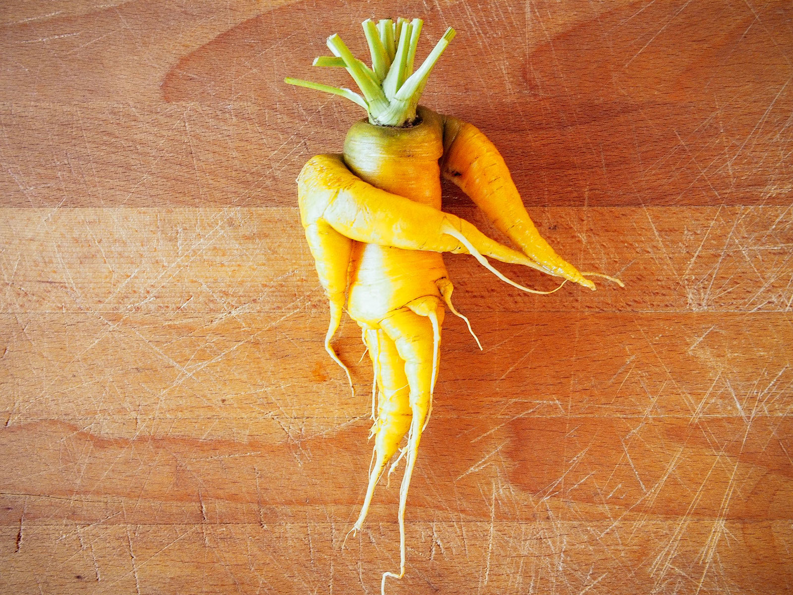 A yellow carrot on a wooden cutting board with multiple branched roots wrapping around itself