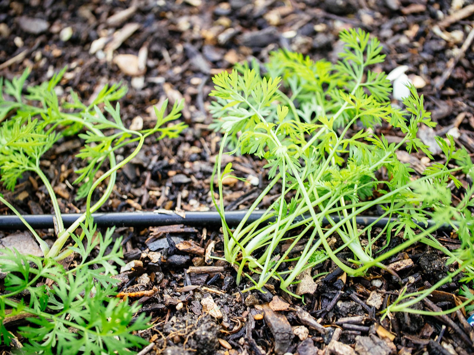 Carrot seedlings crowded together in a garden bed