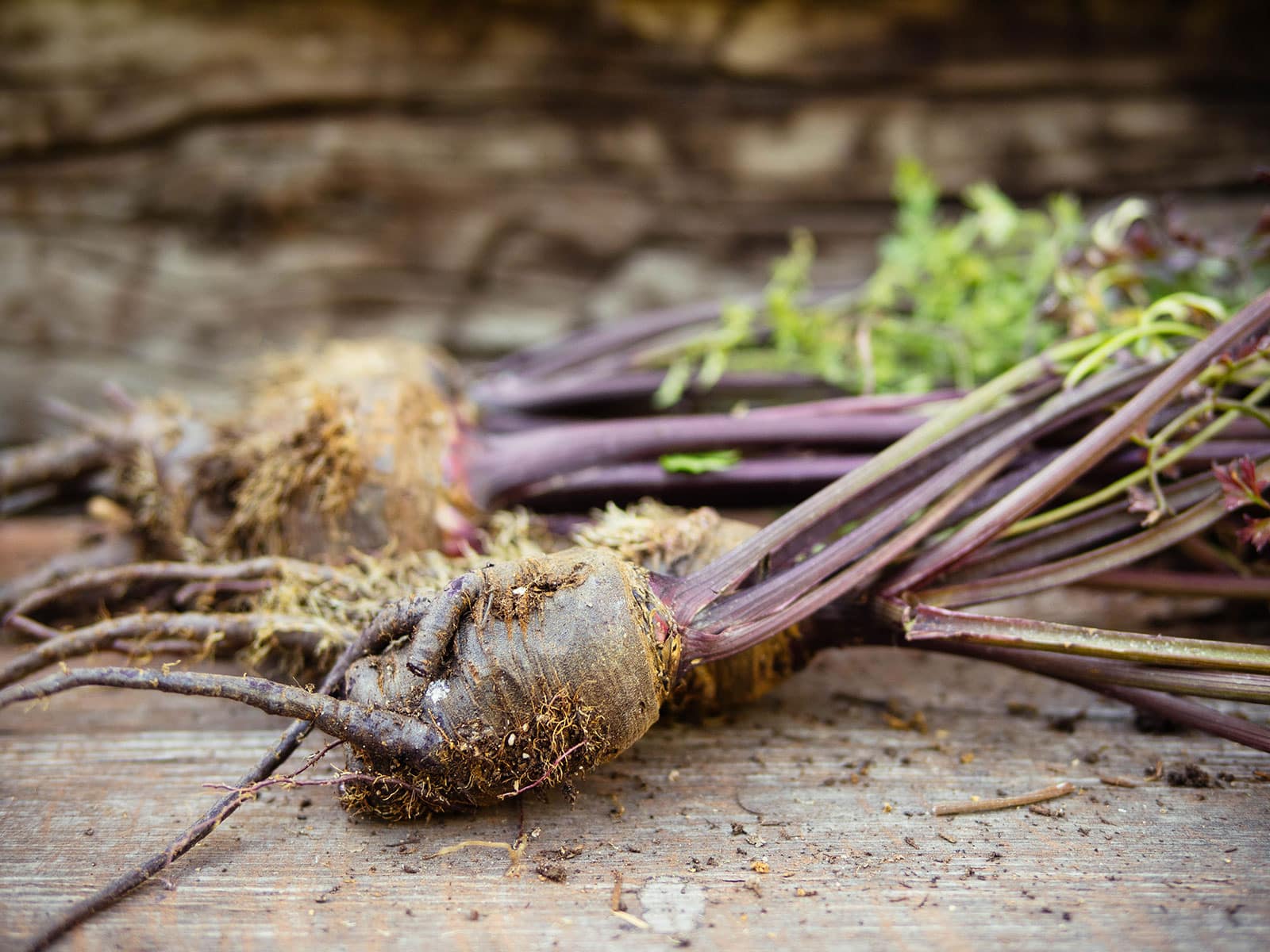 Freshly harvested dark purple carrots showing signs of root-knot nematode damage: stunted growth, forked roots, and excessive root branching
