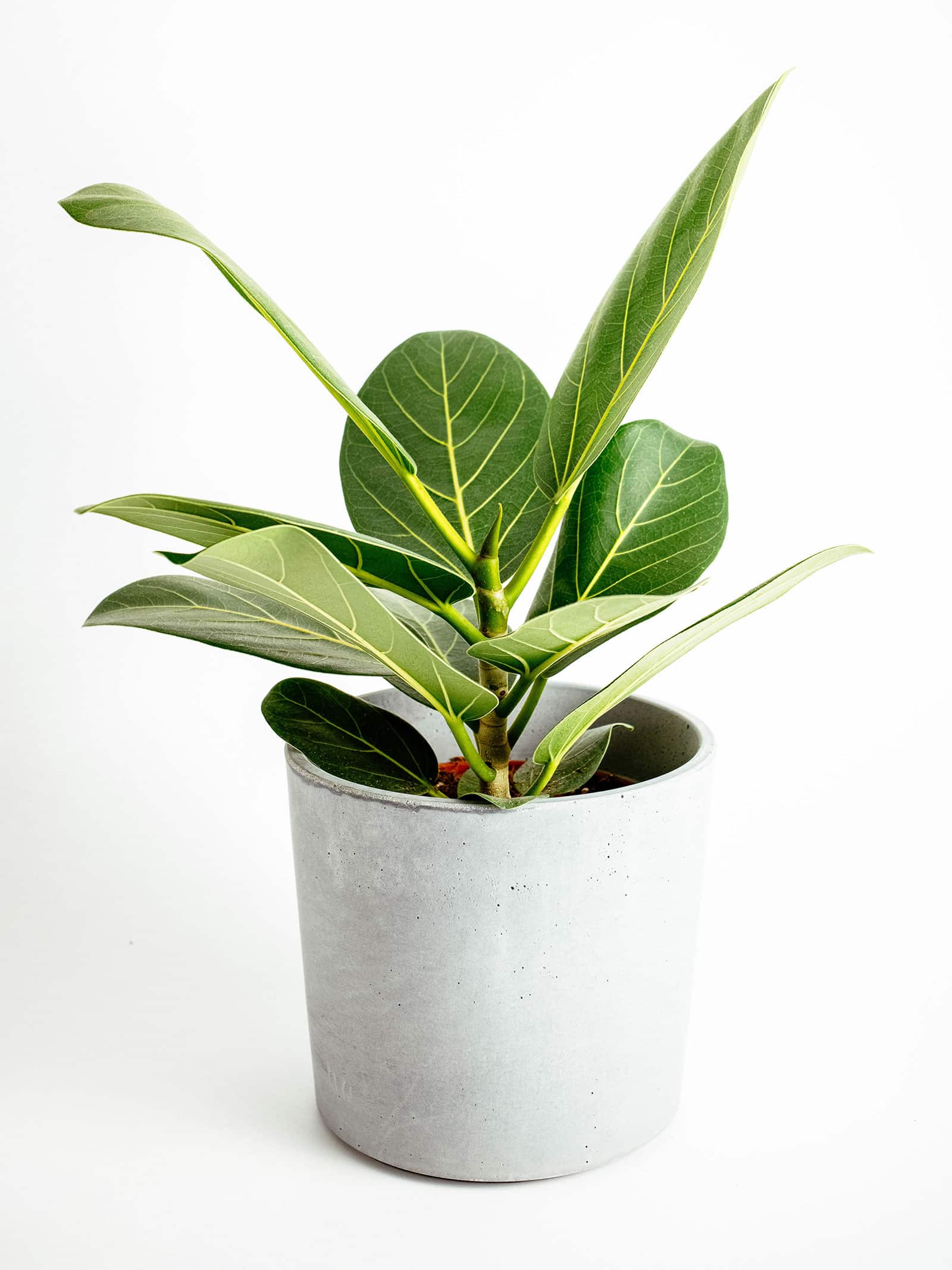 A small Ficus altissima houseplant in a cement pot, shot against a white background