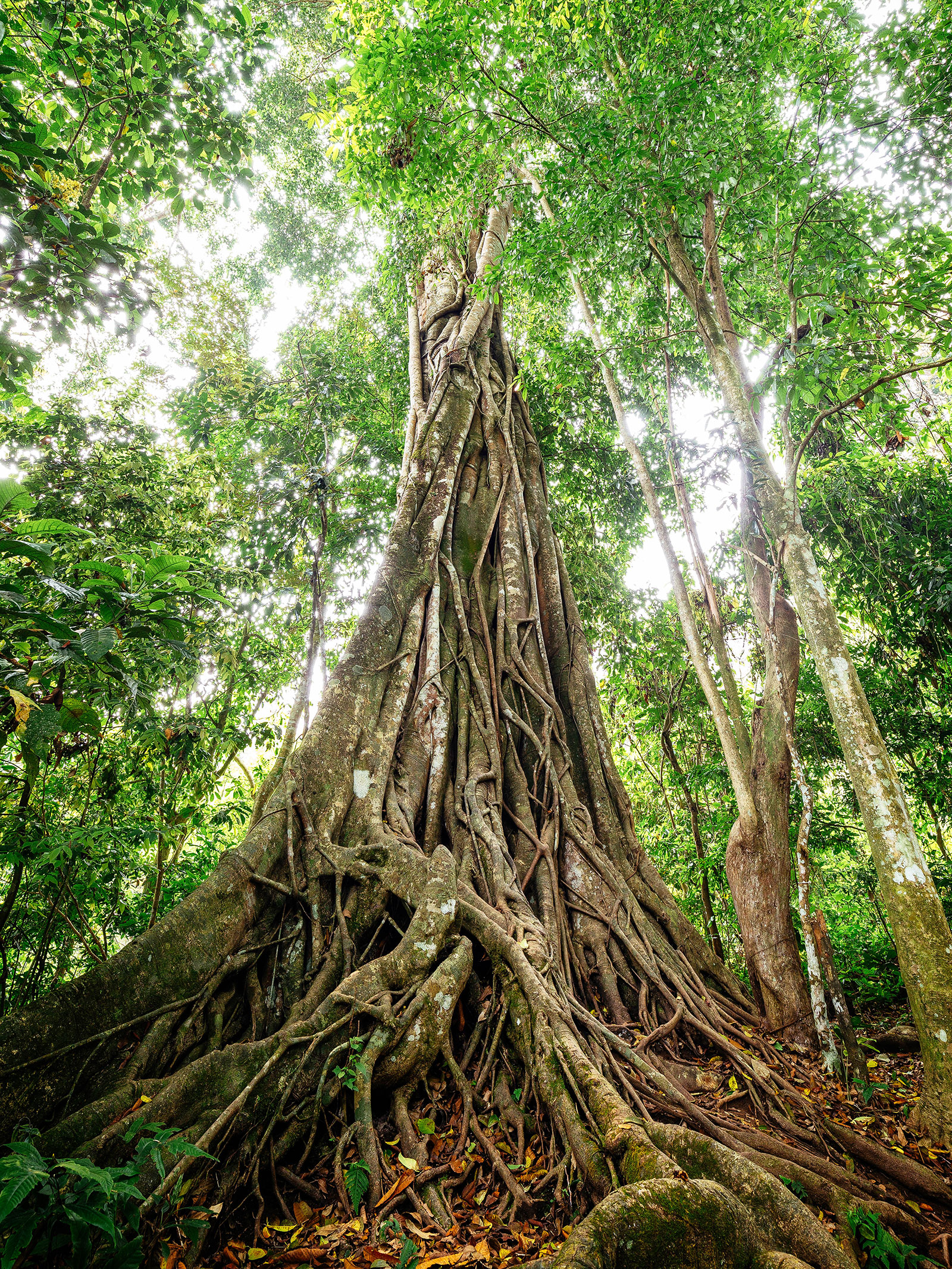 A towering Ficus altissima (council tree) in the wild with dozens of long roots draping down the trunk