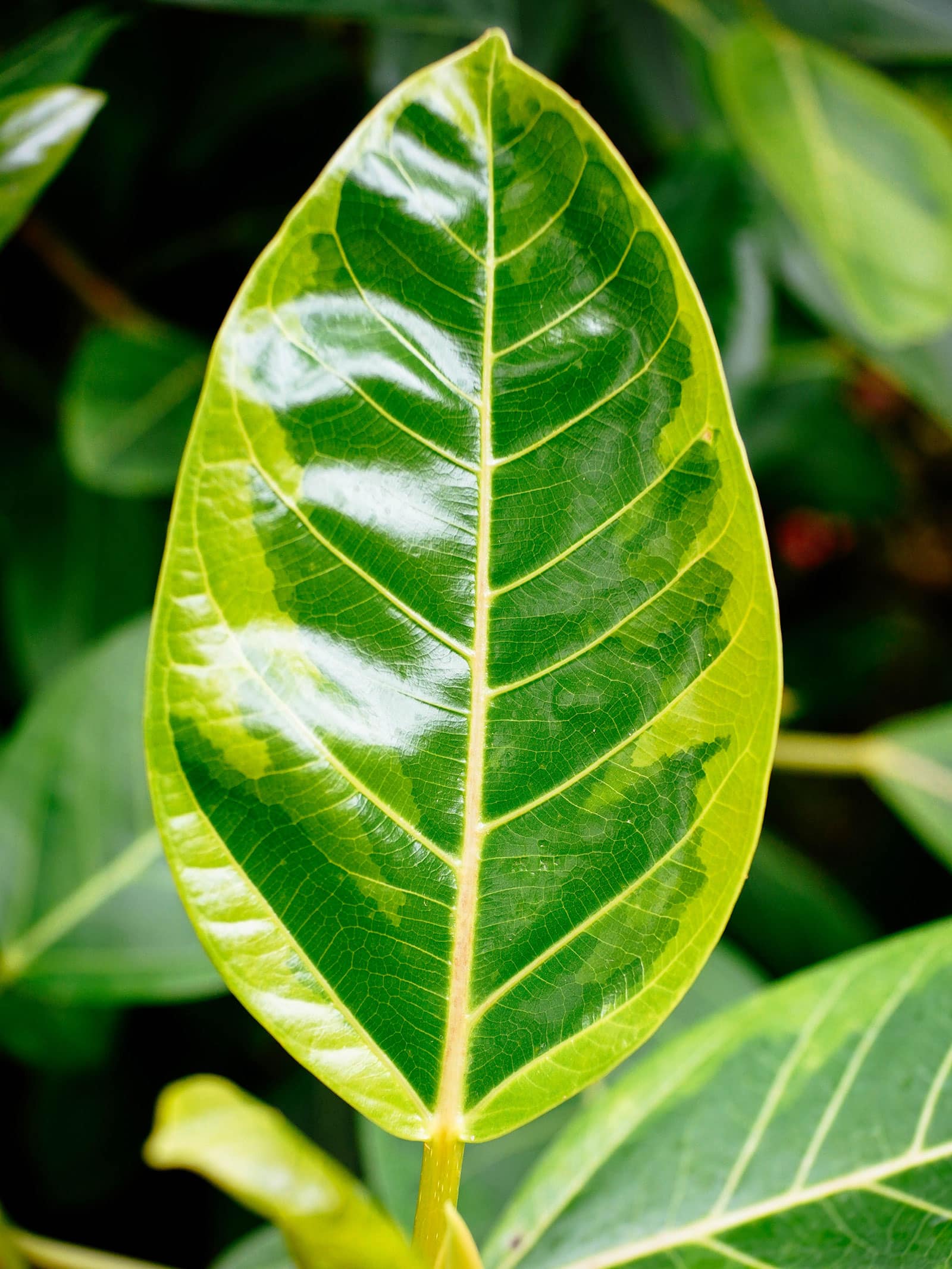 Close-up of a variegated leaf on a Ficus altissima (council tree)