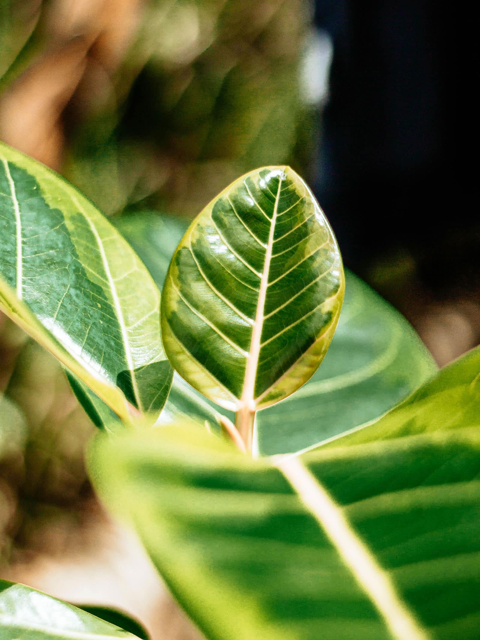 Close-up of a single variegated leaf on a Ficus altissima plant