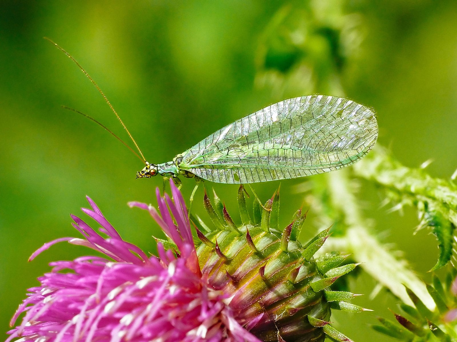 Why I love lacewings: aphid destroyers in the garden