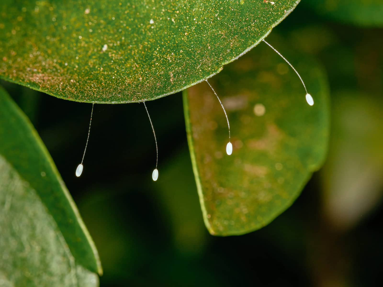 Four delicate lacewing eggs suspended from filaments on the edge of a leaf
