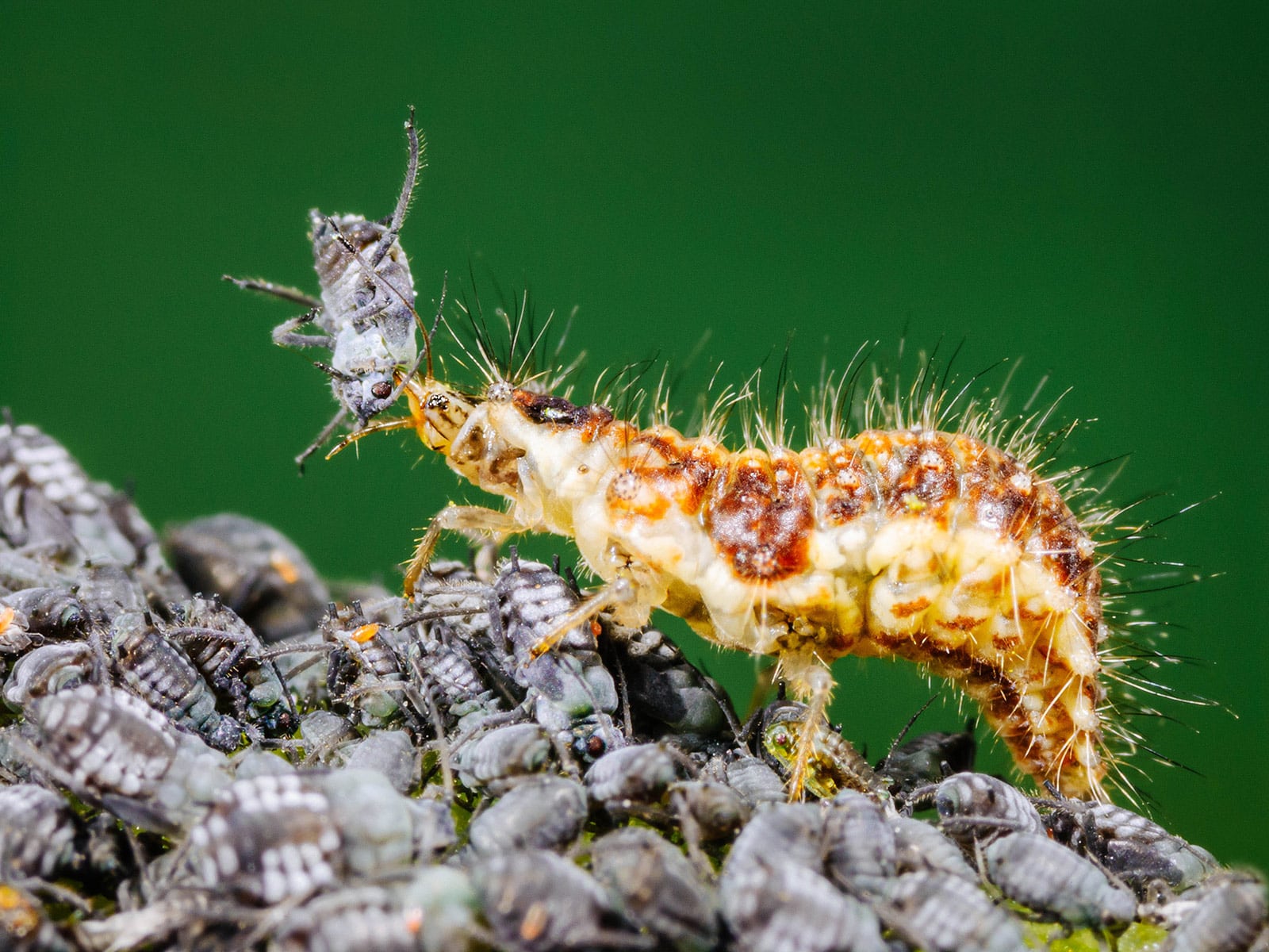 An aggressive lacewing larva attacking a gray aphid while crawling over a pile of other aphids