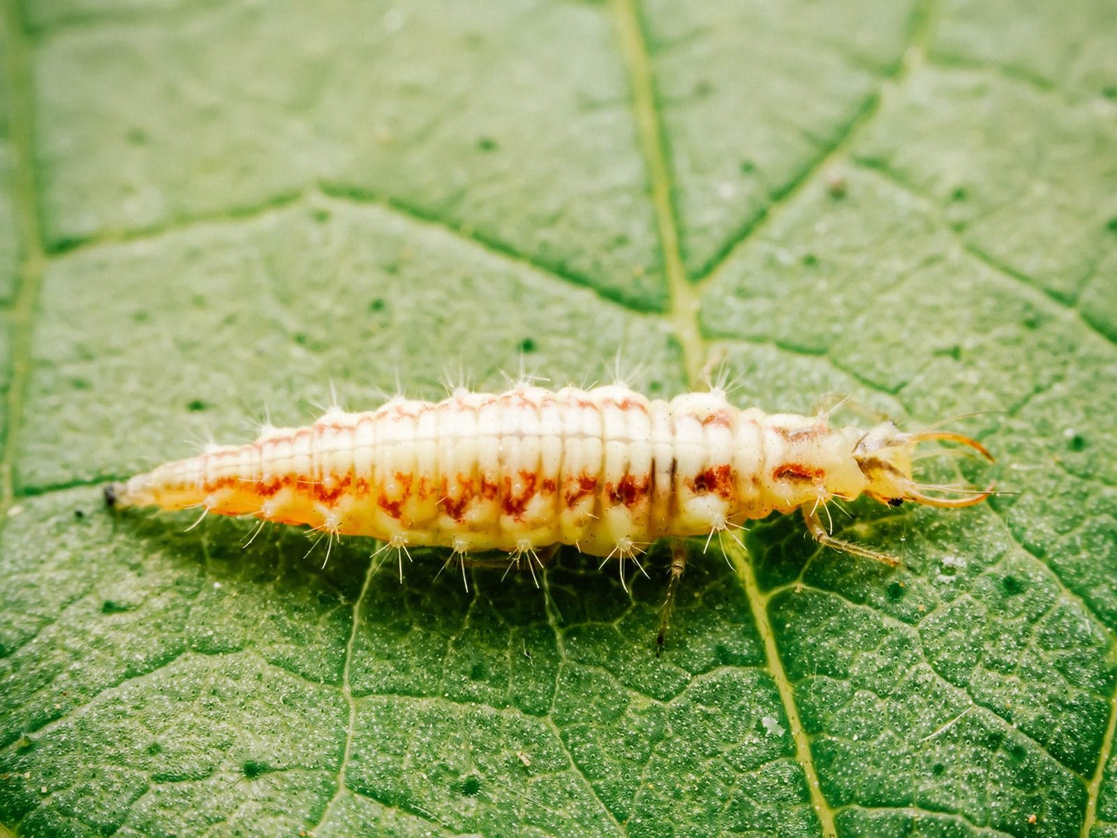 Lacewing larva on a leaf