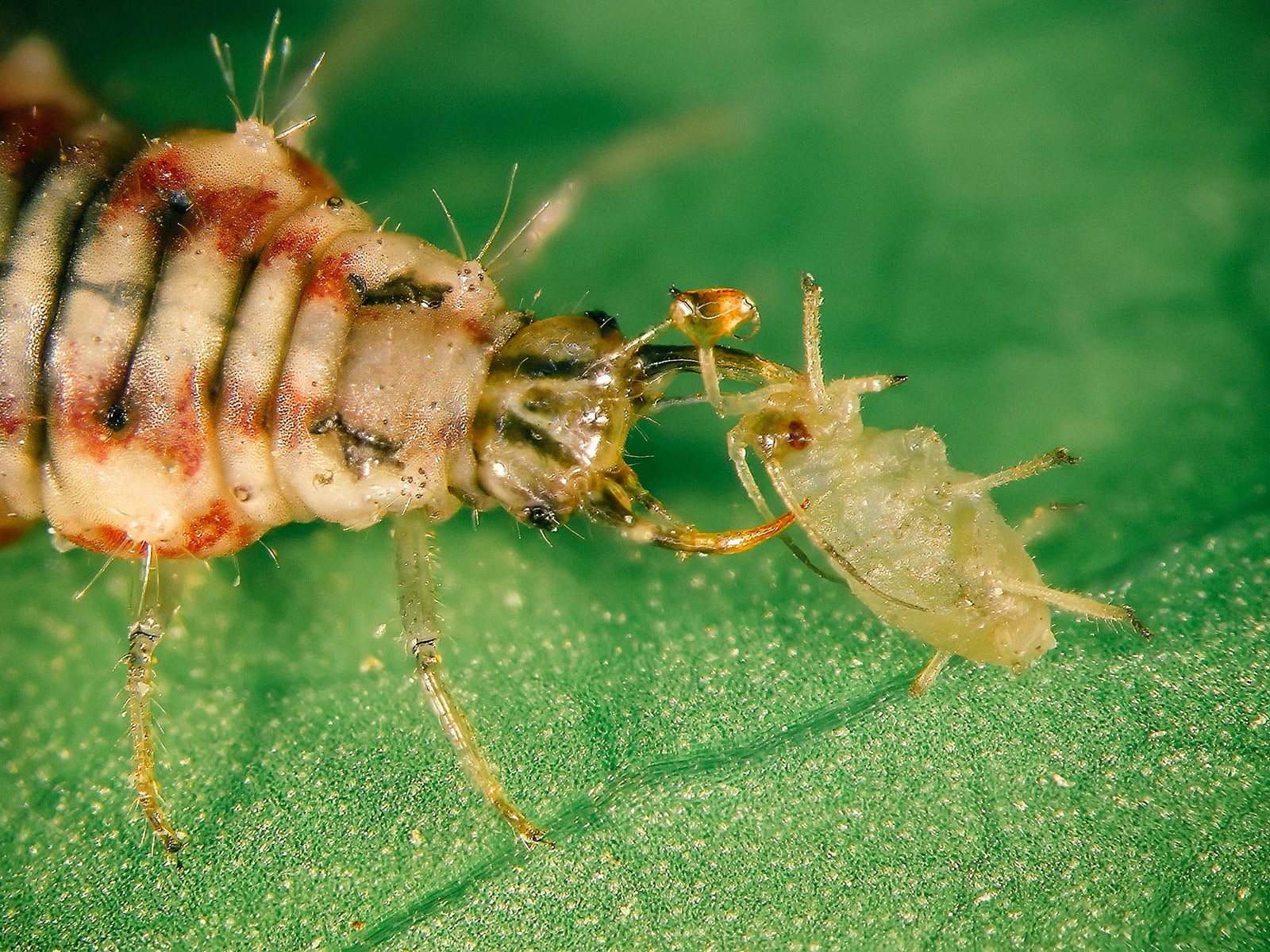 Close-up of lacewing larva attacking an aphid with its pincers and sucking the fluids out of it