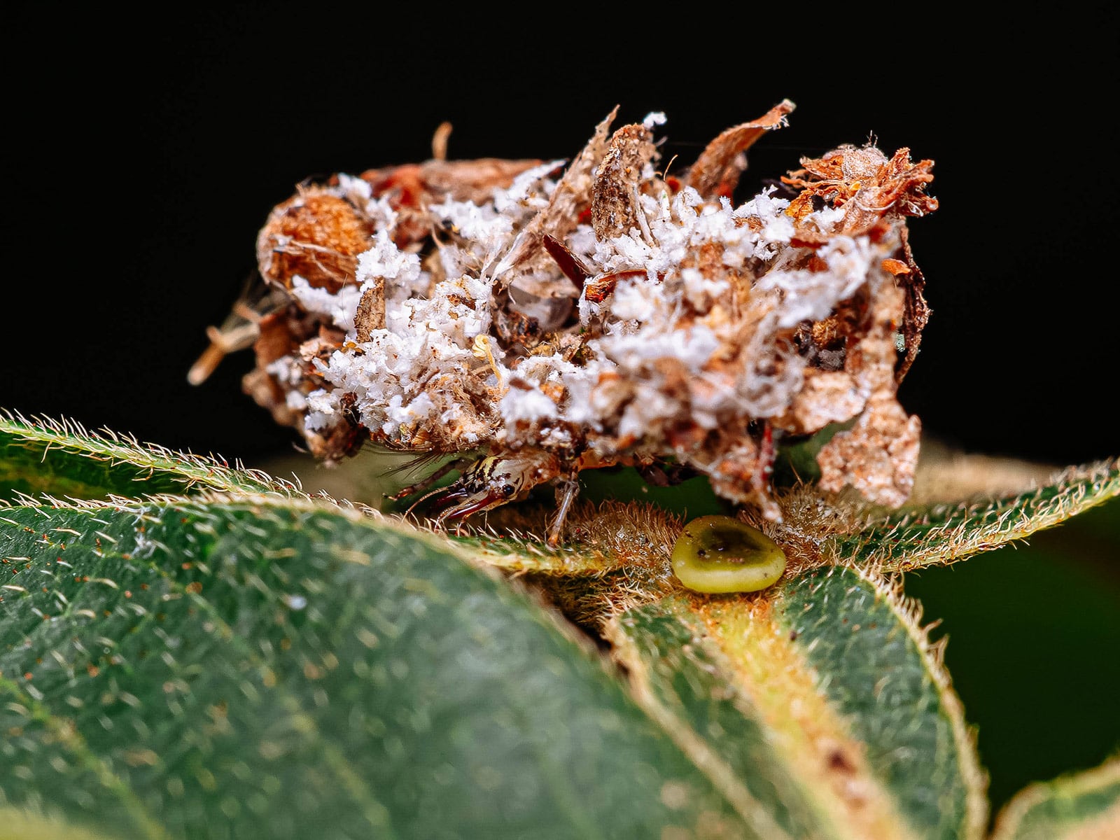 A lacewing larva carrying a huge mound of plant debris and aphid exoskeletons on its back as it moves across a leaf