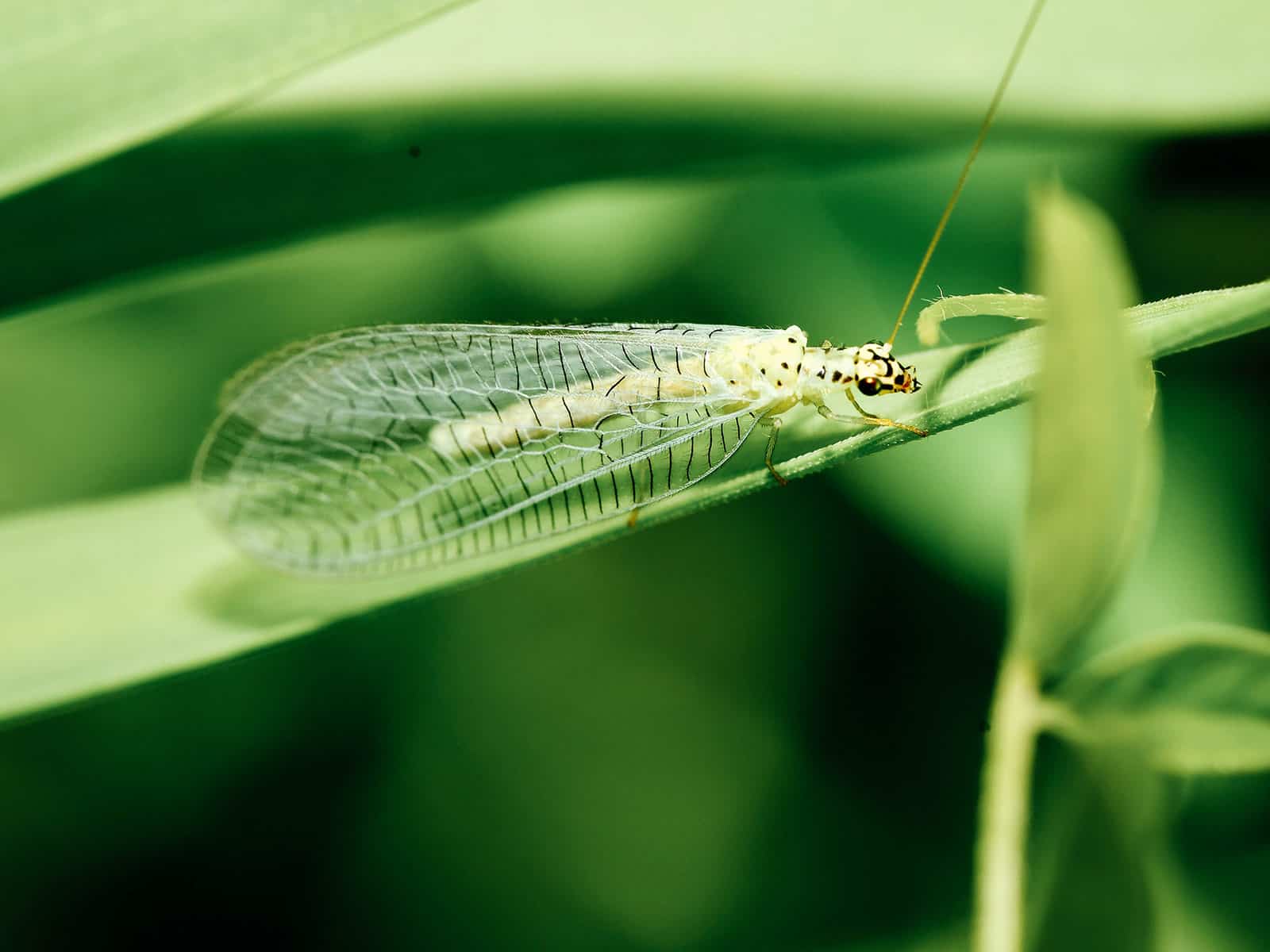 Golden-eyed lacewing perched on a narrow green leaf