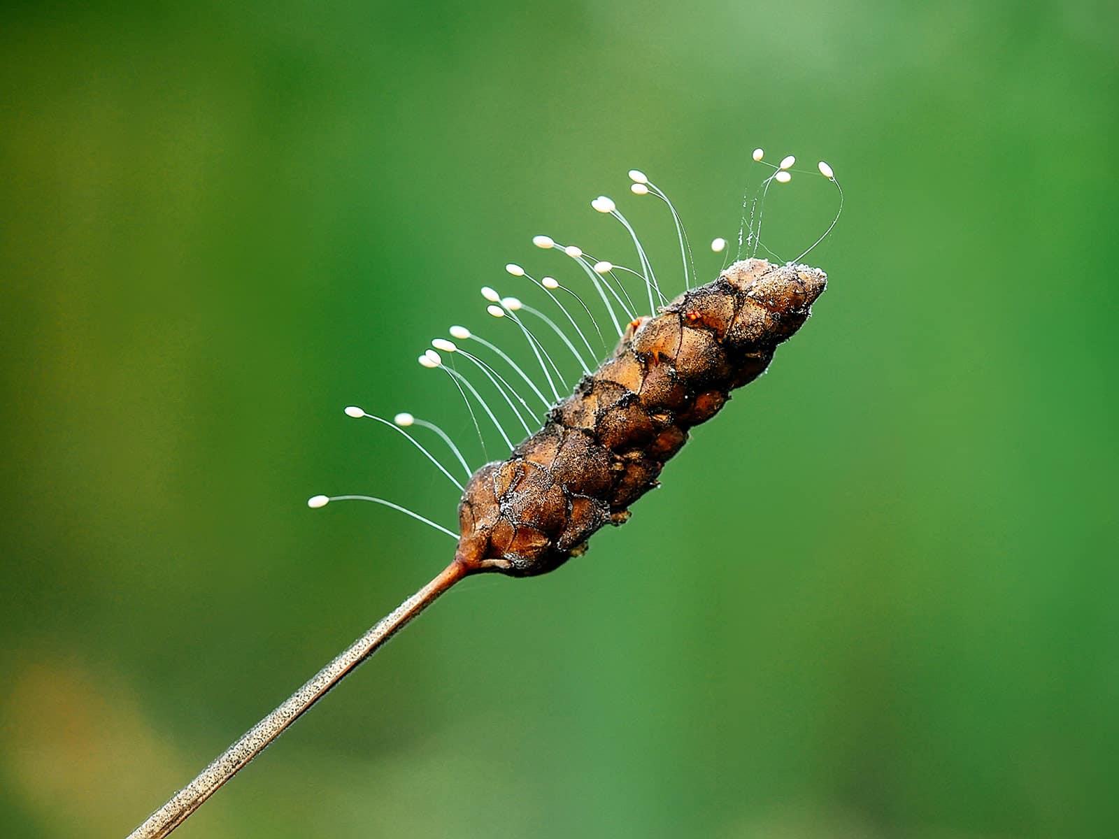 A group of lacewing eggs on hair-like strands attached to a seed head on a thin brown stem