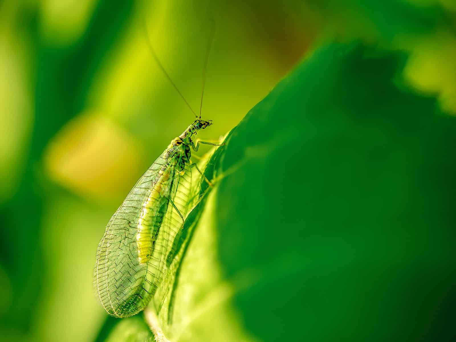 Green lacewing resting on a leaf with light shining down on it