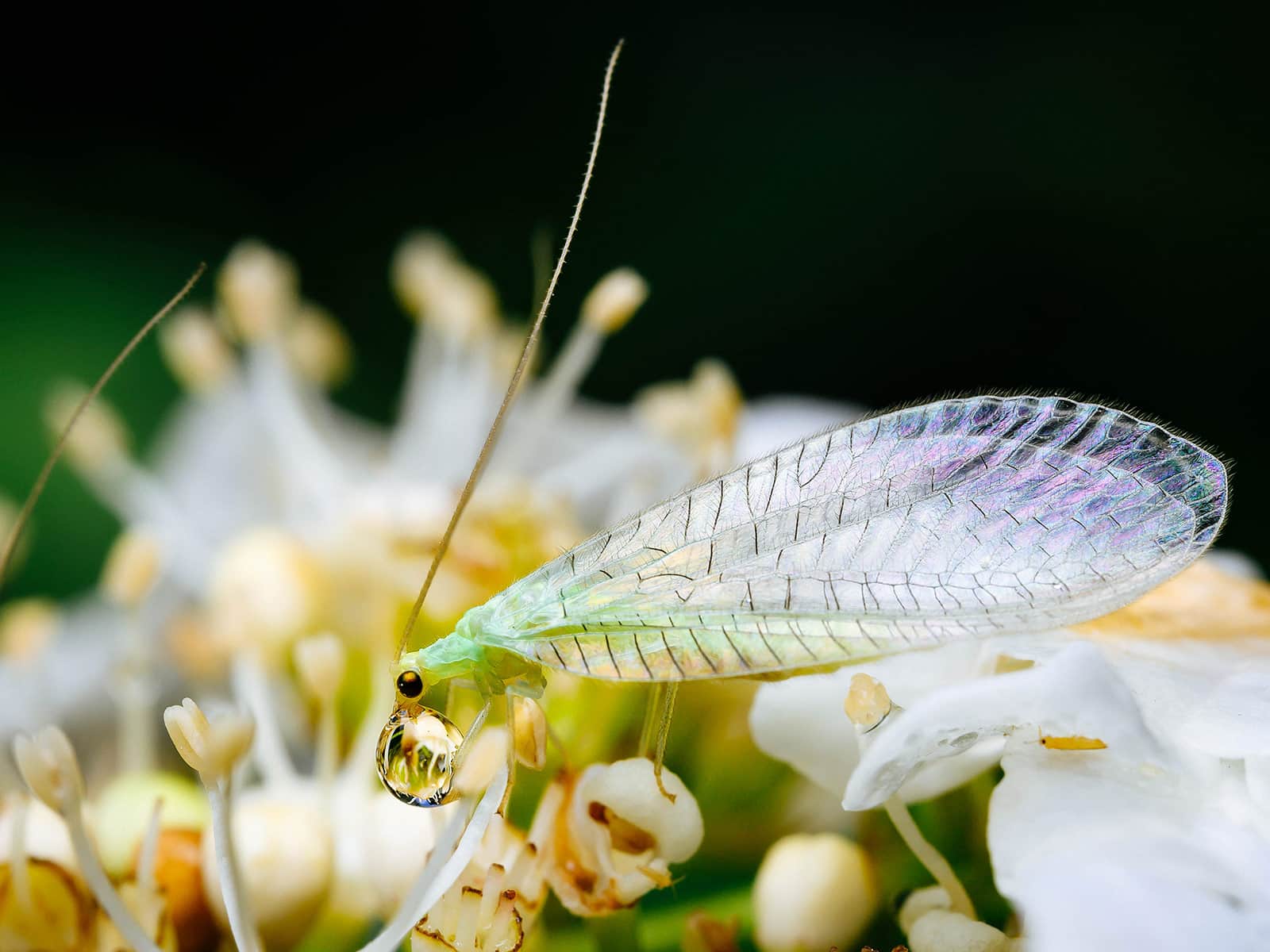 A green lacewing holding a water droplet with its front legs while perched on a flower head