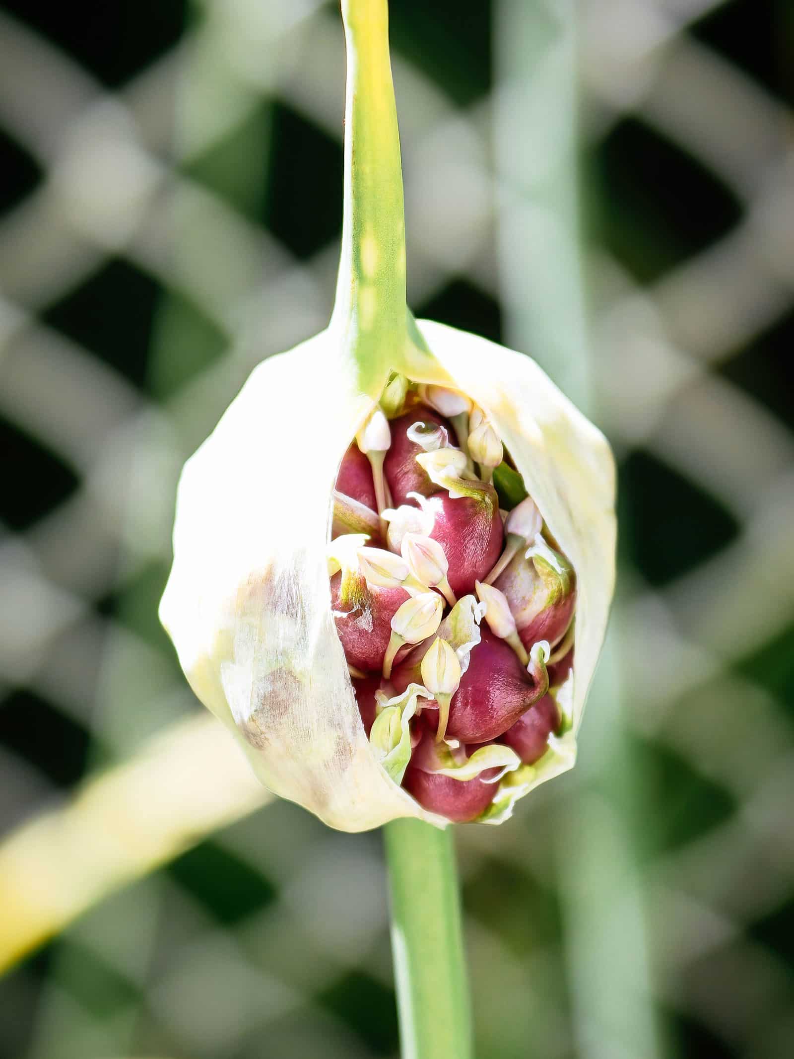 Garlic bulbils emerging from an inflorescence