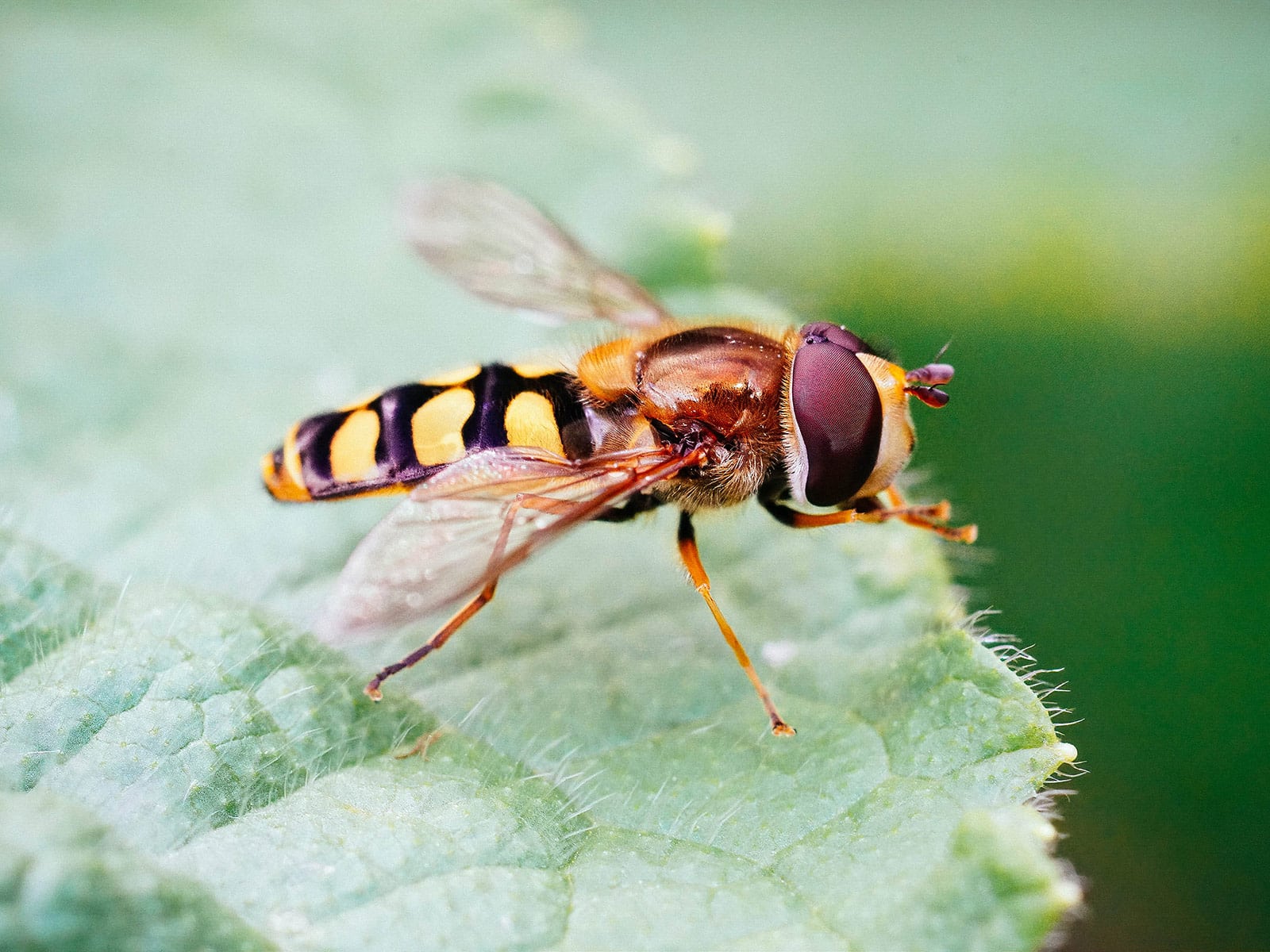 Hoverflies are your secret weapon against aphids and other pests