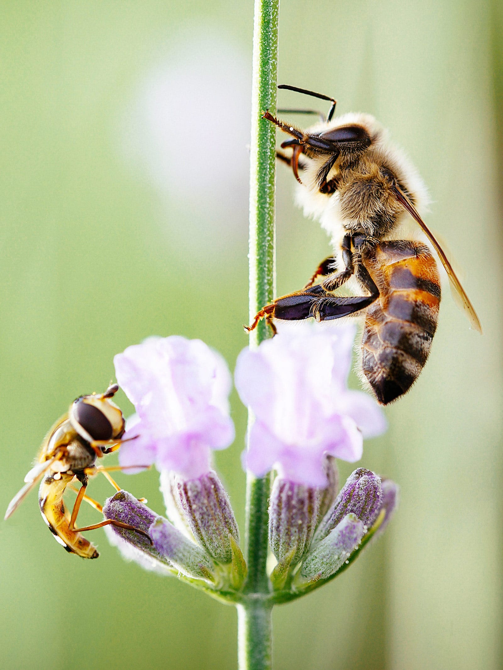 Stem with small purple flowers, with a hoverfly on the left side and a bee on the right side