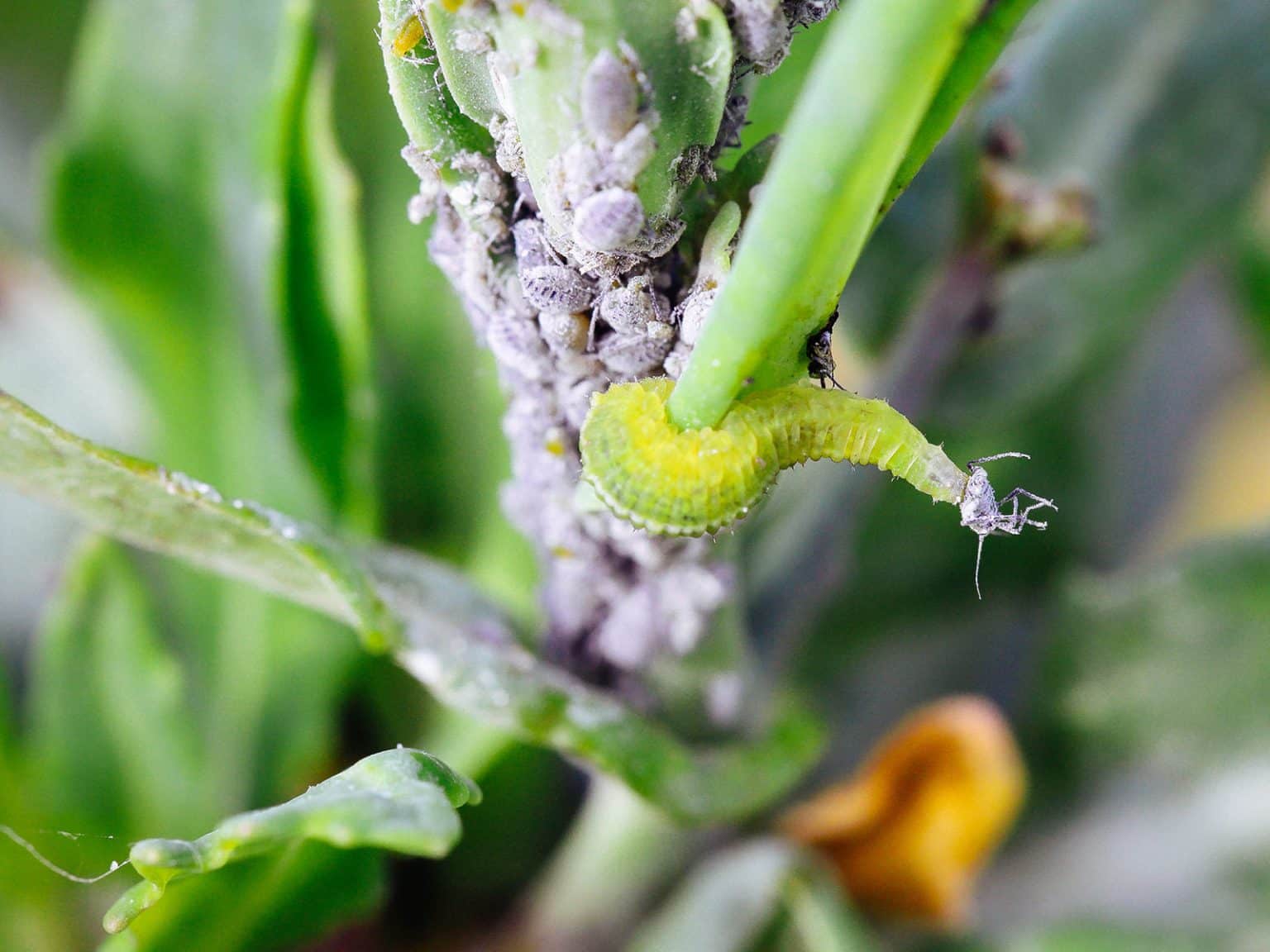 How to Attract Hoverflies to Your Garden to Control Aphids and Other ...