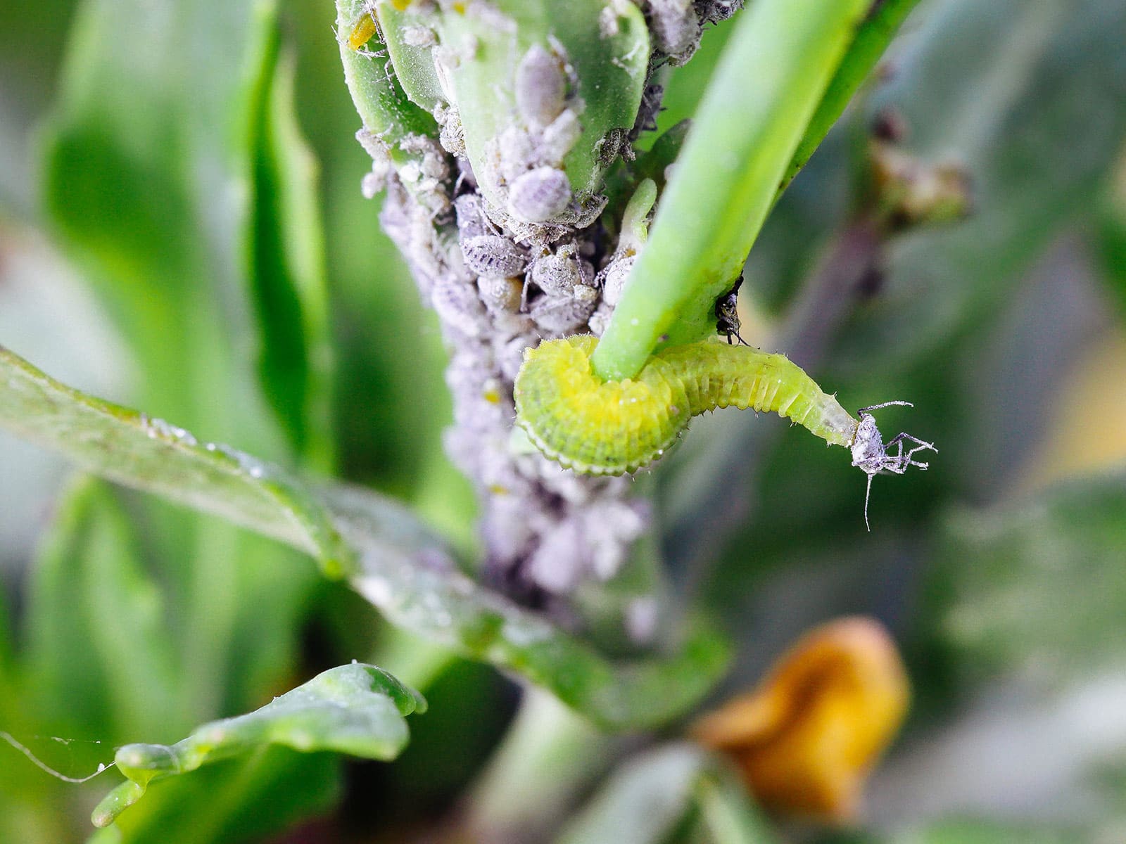 Green hoverfly maggot attacking a gray aphid while holding on to a stem infested with more aphids