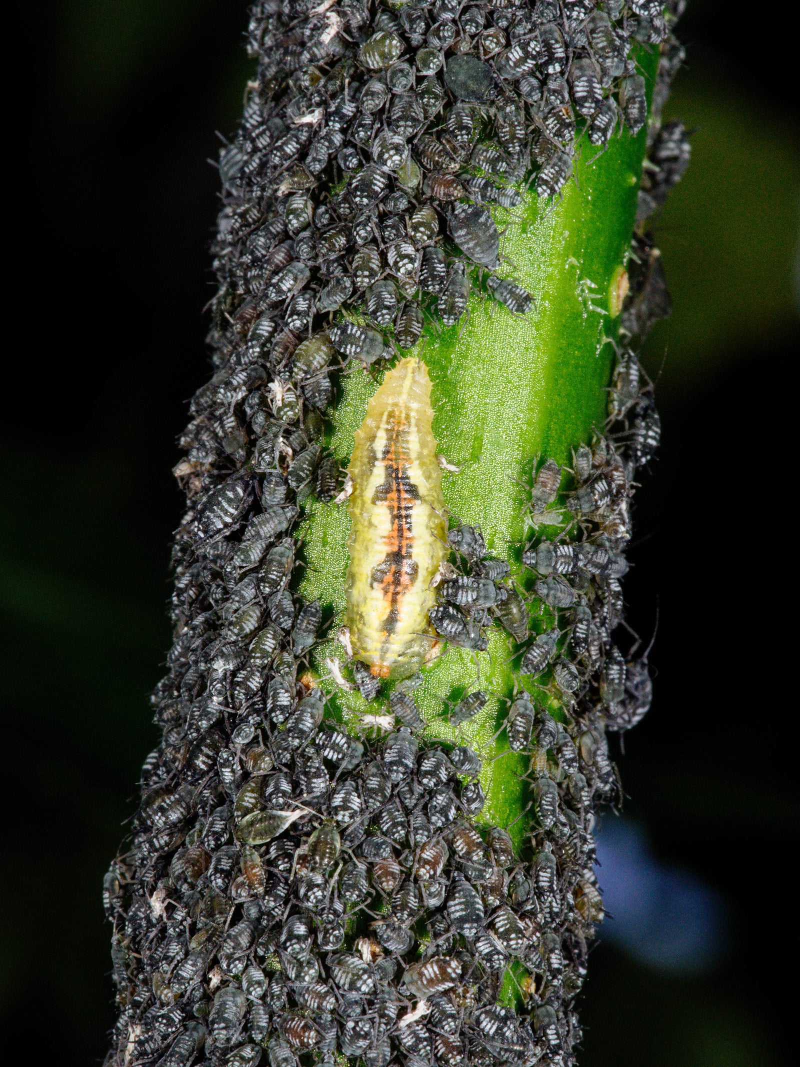 Hoverfly larva sitting on a green stem amidst a large colony of black aphids