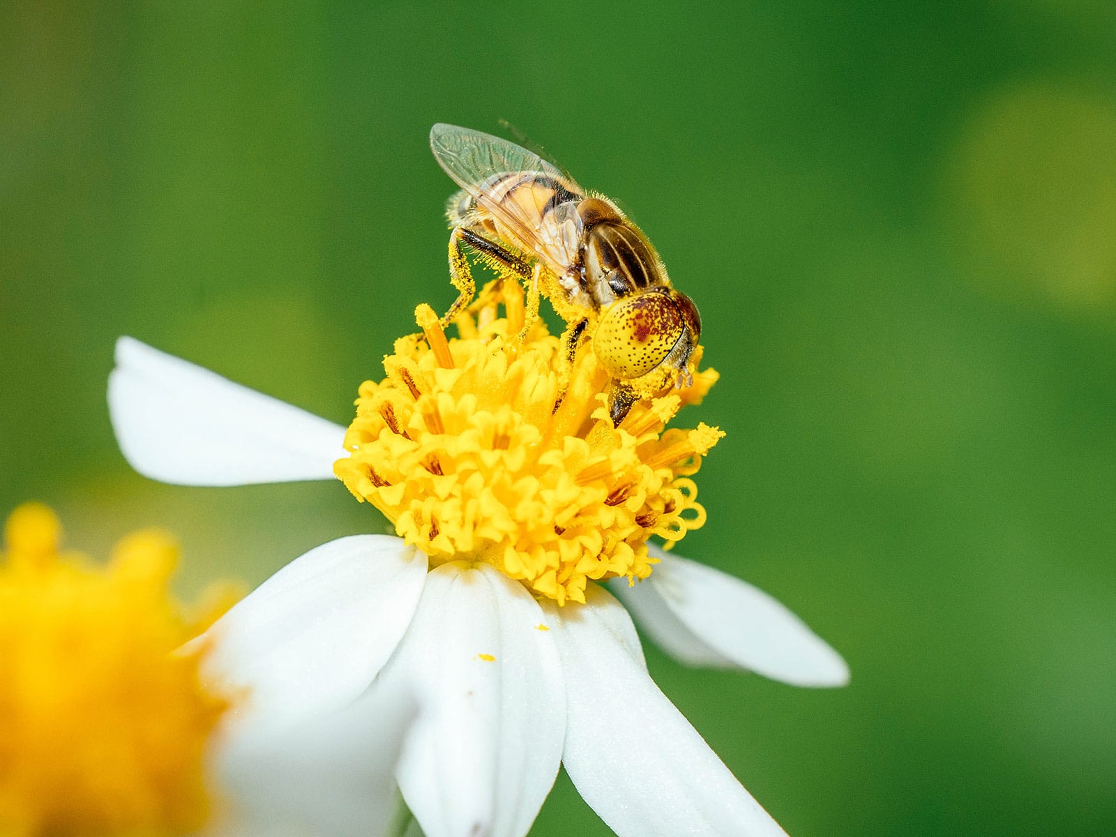 A hoverfly with its legs covered in pollen grains as it feeds on a white flower with a large yellow center