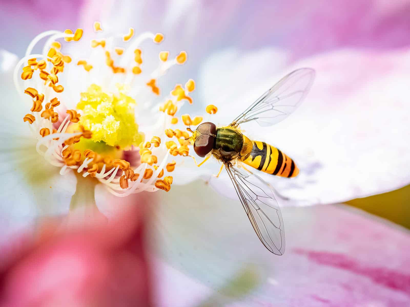 Extreme close-up of a hoverfly feeding on nectar and pollen from a white and pink flower