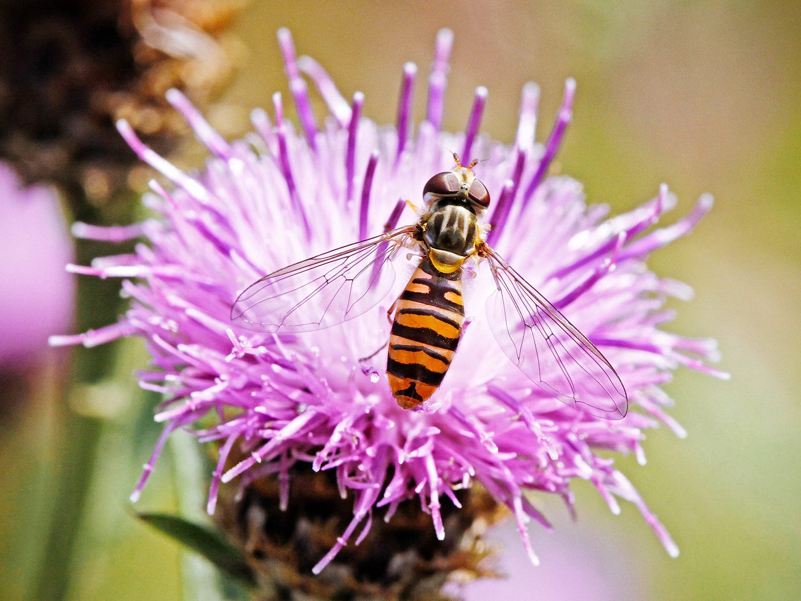 A syrphid fly drinking nectar from a thistle flower