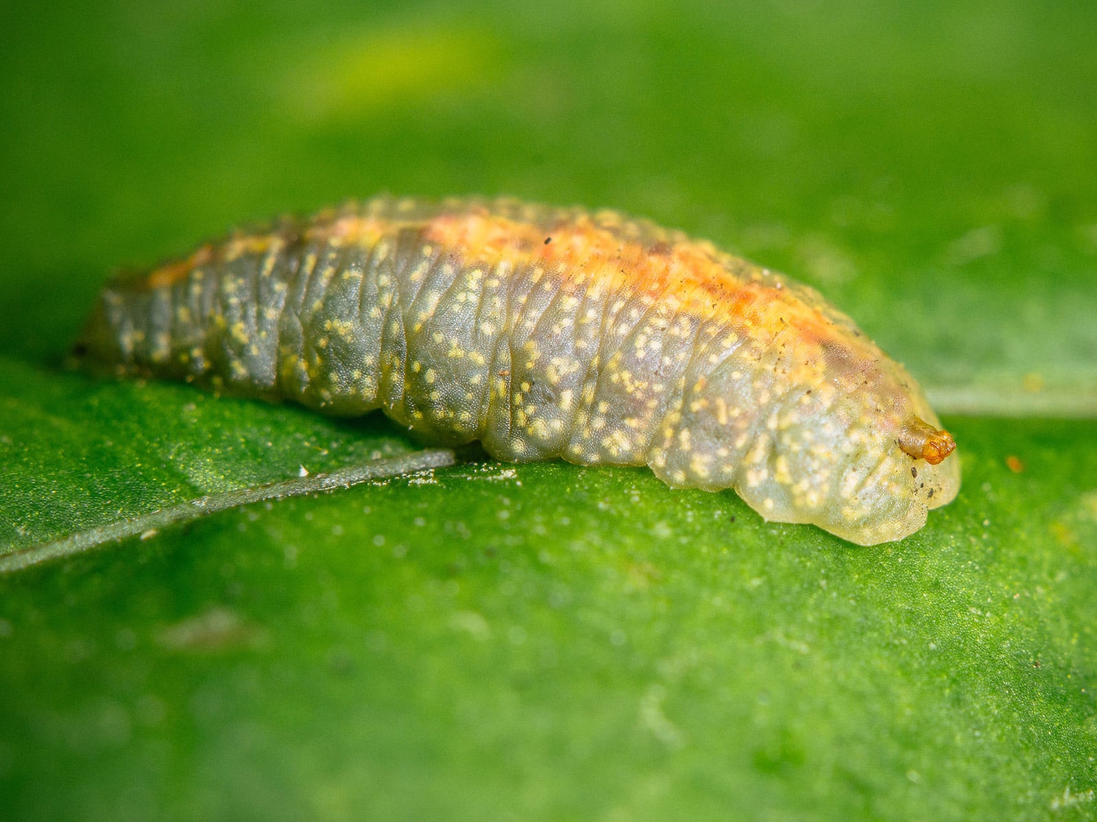 Slug-like body of a lacewing maggot (larva) sitting on a leaf