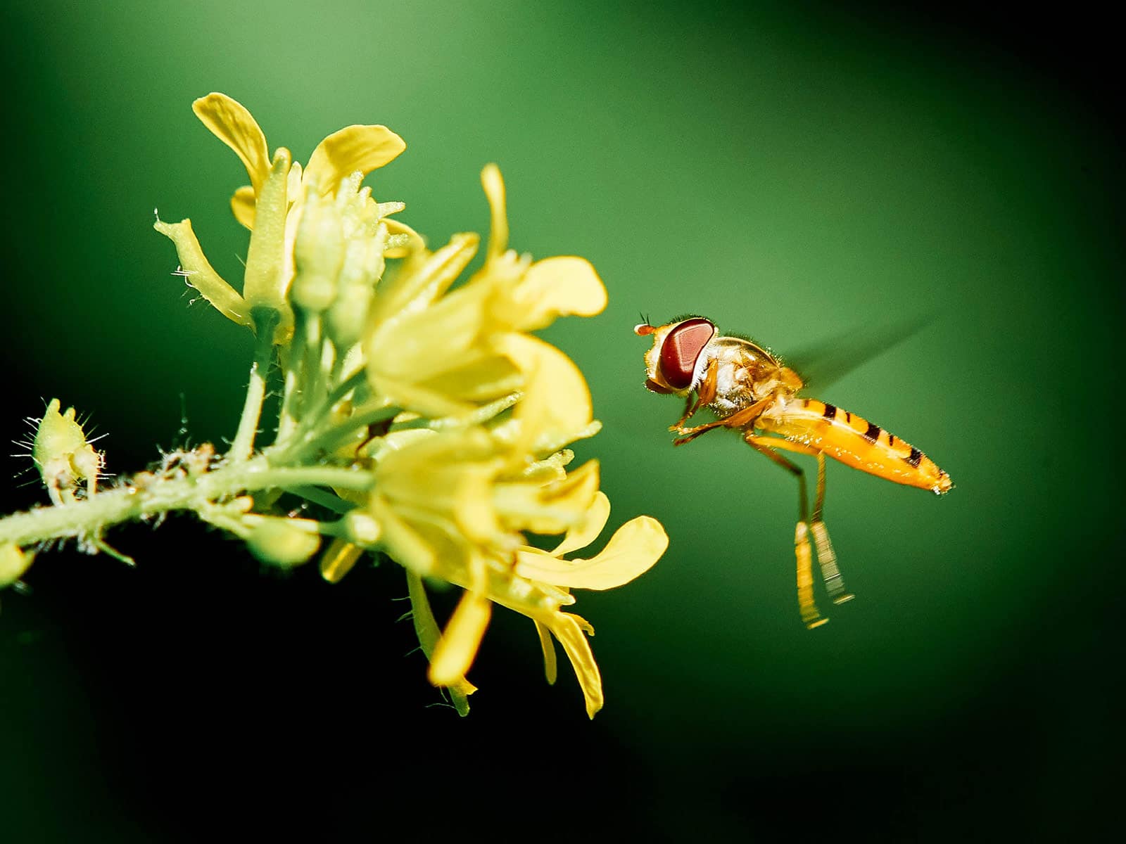 A hoverfly hovering in the air in front of a yellow flower head