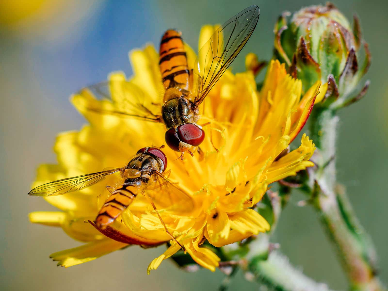 Two syrphid flies (hoverflies) feeding on nectar and pollen from a yellow flower