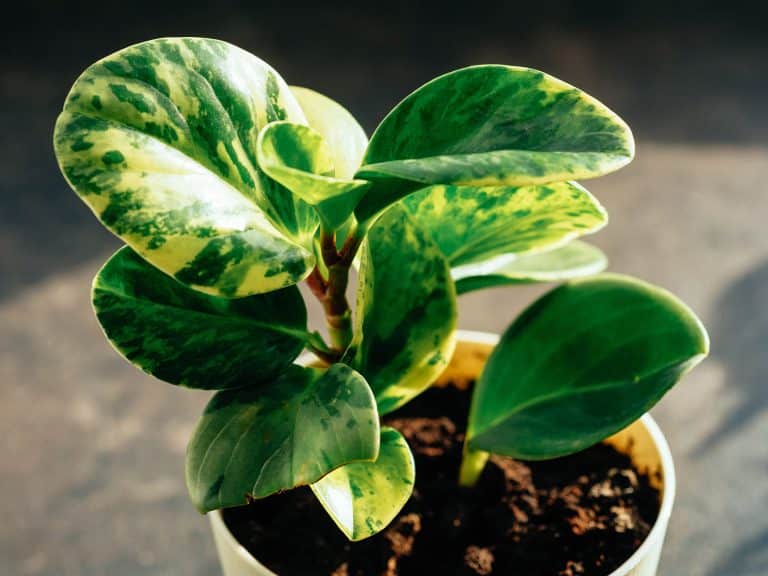 Beginner’s Guide to Baby Rubber Plant Care (Peperomia Obtusifolia)