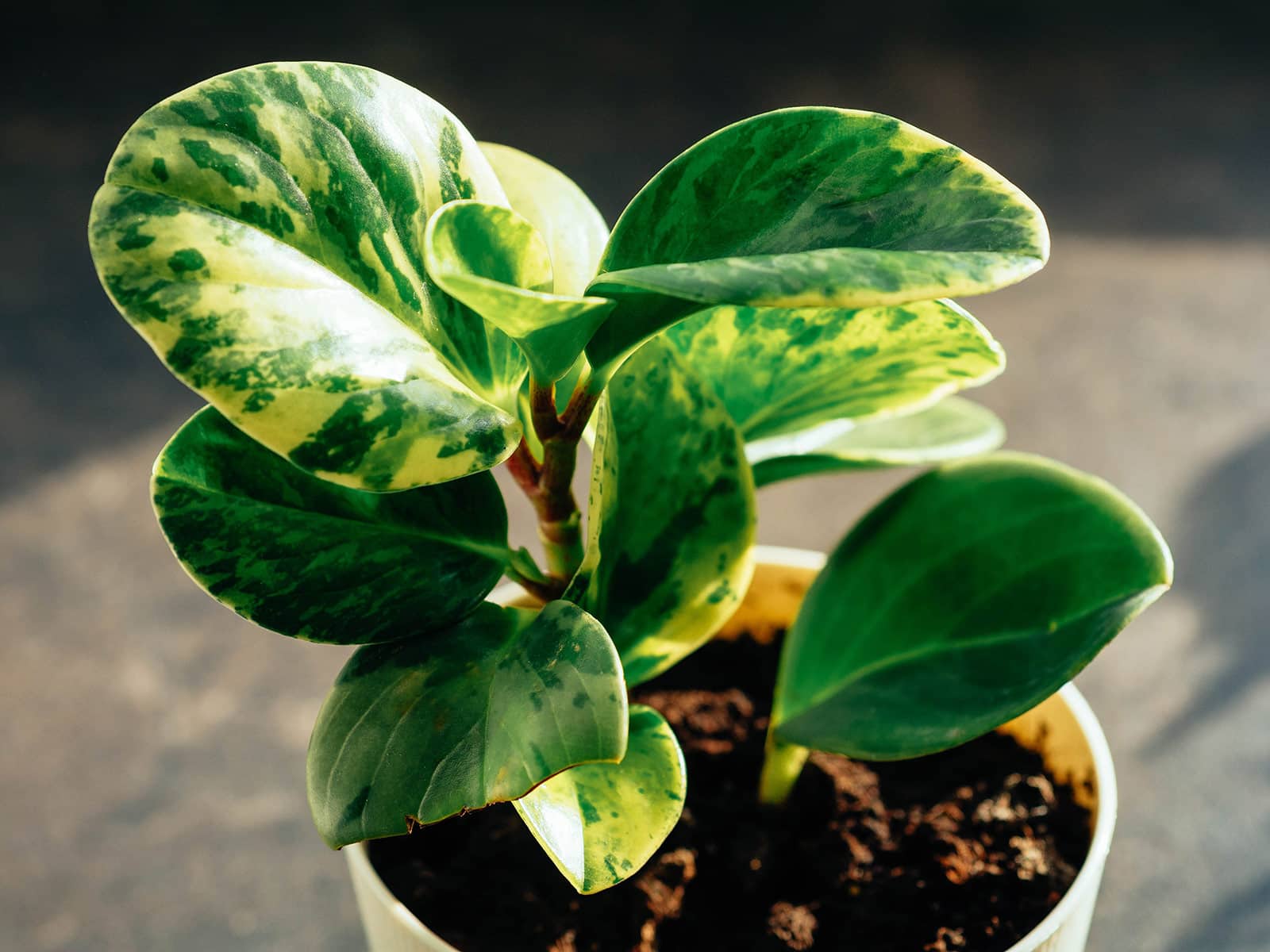 A small variegated Peperomia obtusifolia houseplant in a white pot with sunlight streaming down on the leaves