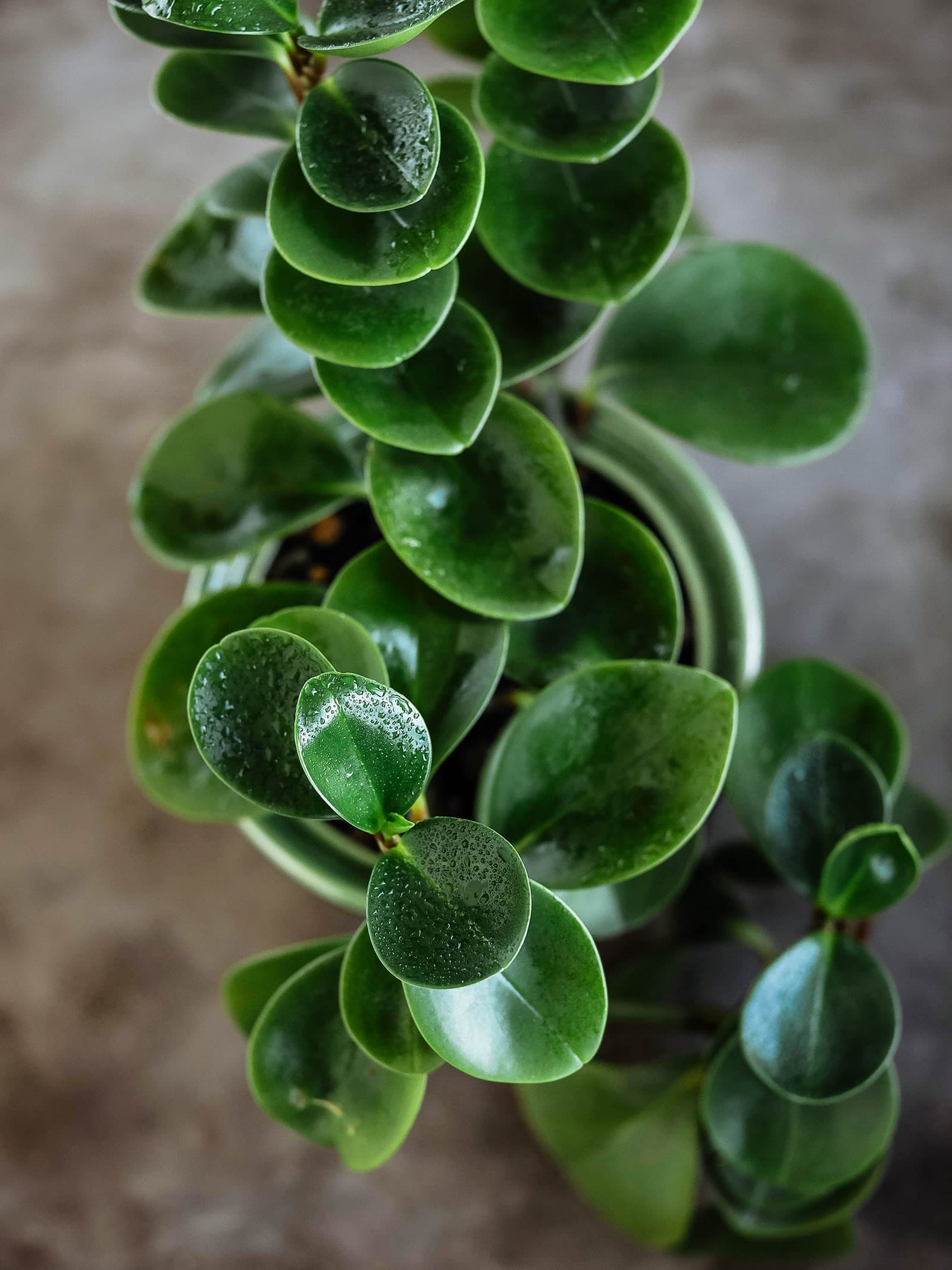 Peperomia obtusifolia houseplant with shiny dark green leaves speckled with water droplets
