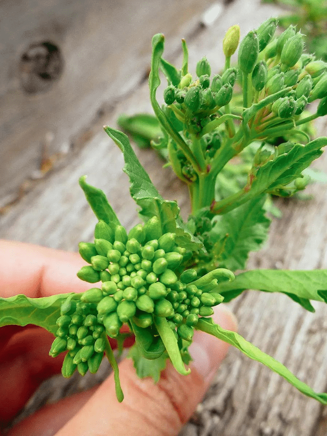 Kale Flowers Are Edible—Here’s How to Use Them