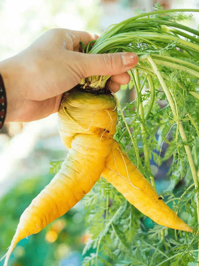 Why Your Carrot Harvest Looks Wacky and Deformed