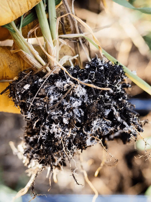 What To Do If You See White Mold in Your Soil