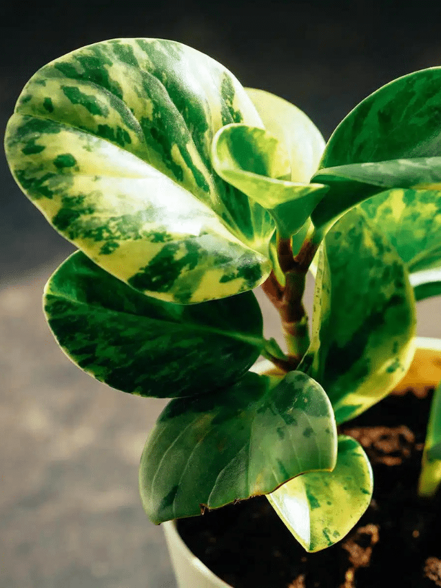 How to Grow a Healthy Baby Rubber Plant