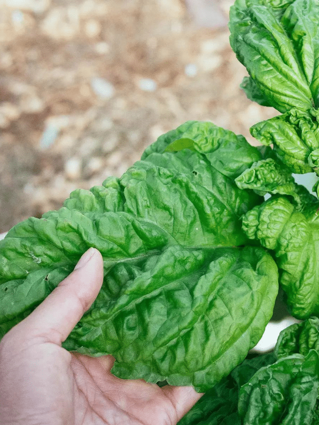 Why Black Spots Are Appearing on Your Basil Leaves