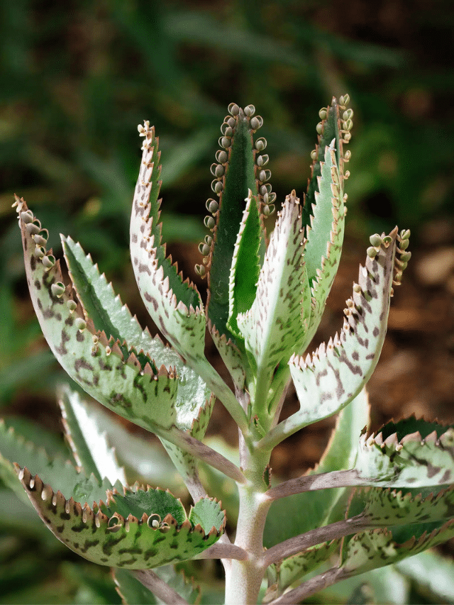 How to Grow a Robust Mother of Thousands Plant