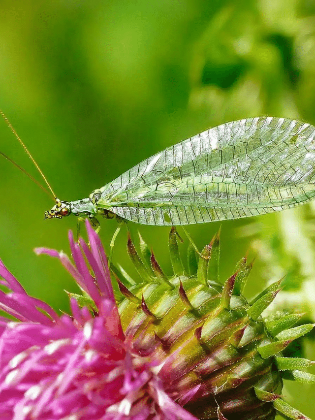 These Delicate Lacewings Can Destroy Thousands of Aphids