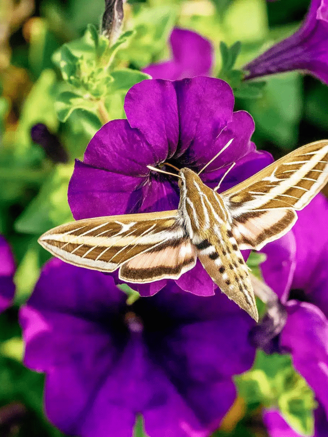 These Vibrant Garden Moths Are as Big and Beautiful as Butterflies