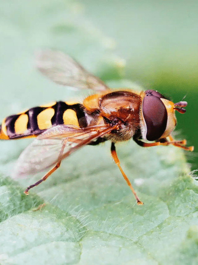 How to Attract an Army of Hoverflies for Natural Pest Control