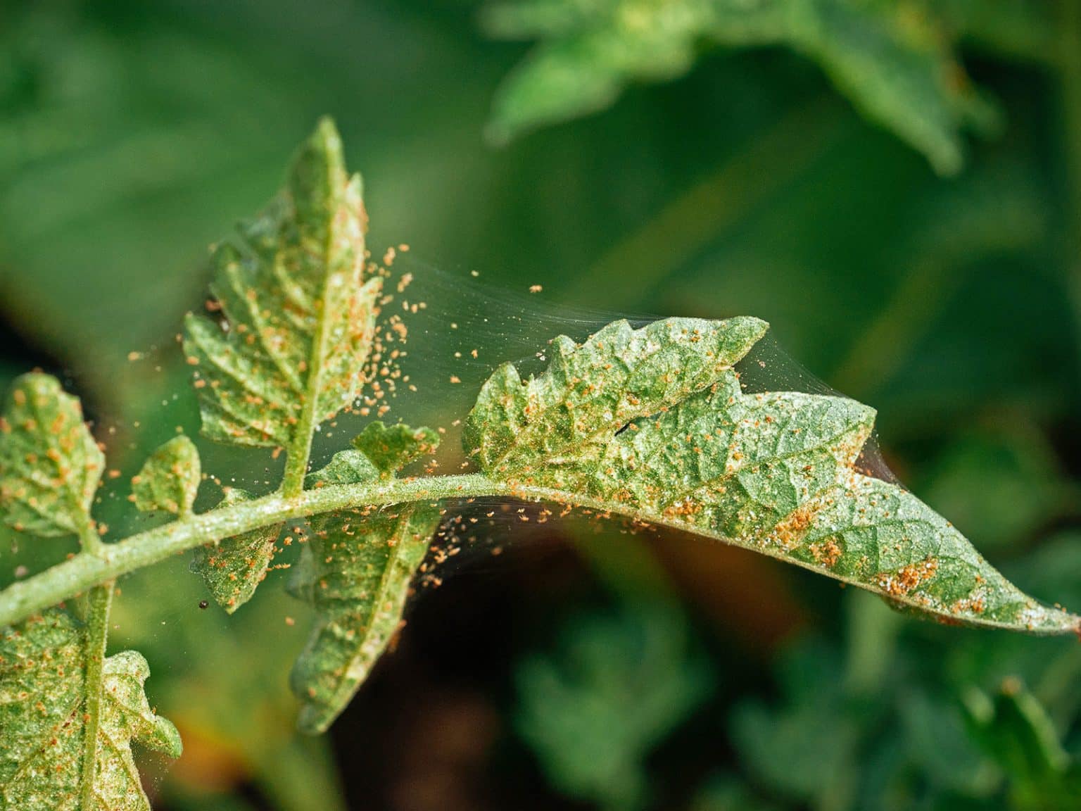 7 Easiest Ways to Control Spider Mites (and Keep Them Away) Garden Betty