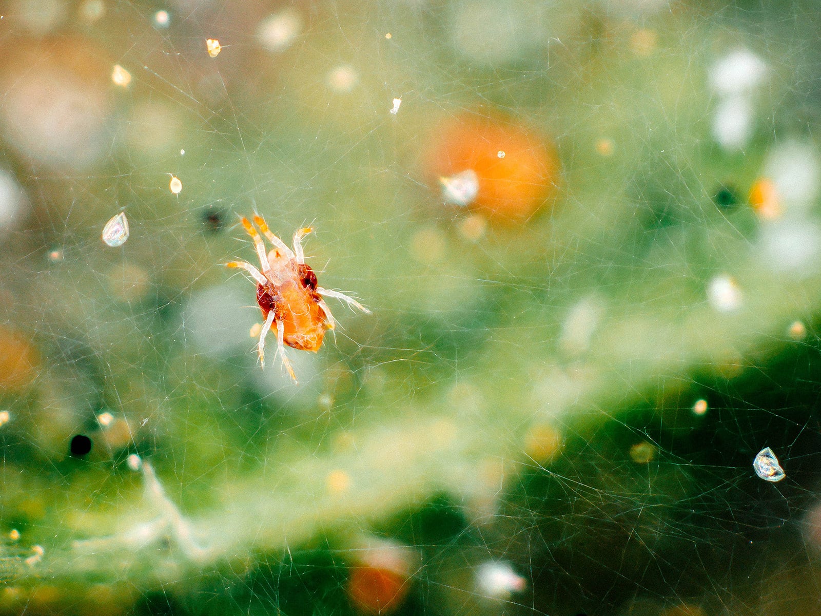 Magnified view of a spider mite spinning a silk web