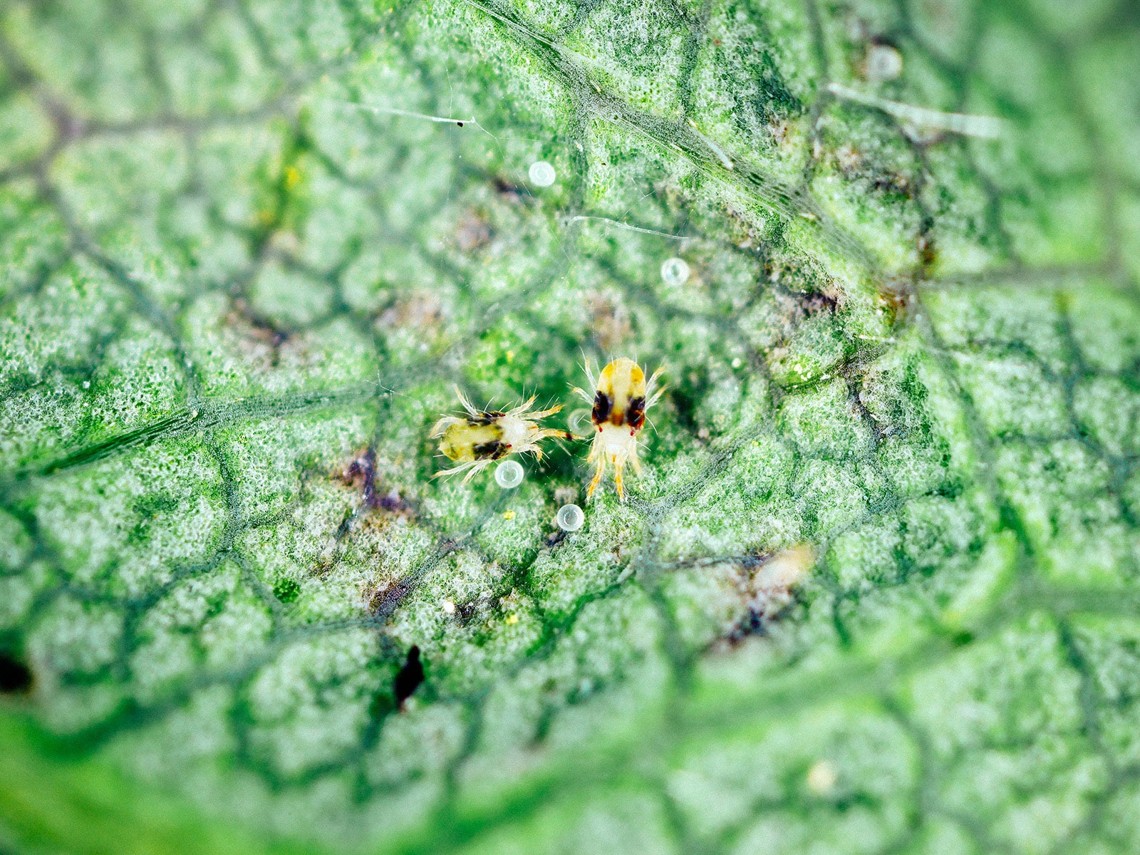 Magnified view of a pair of two-spotted spider mites (Tetranychus urticae) on a leaf