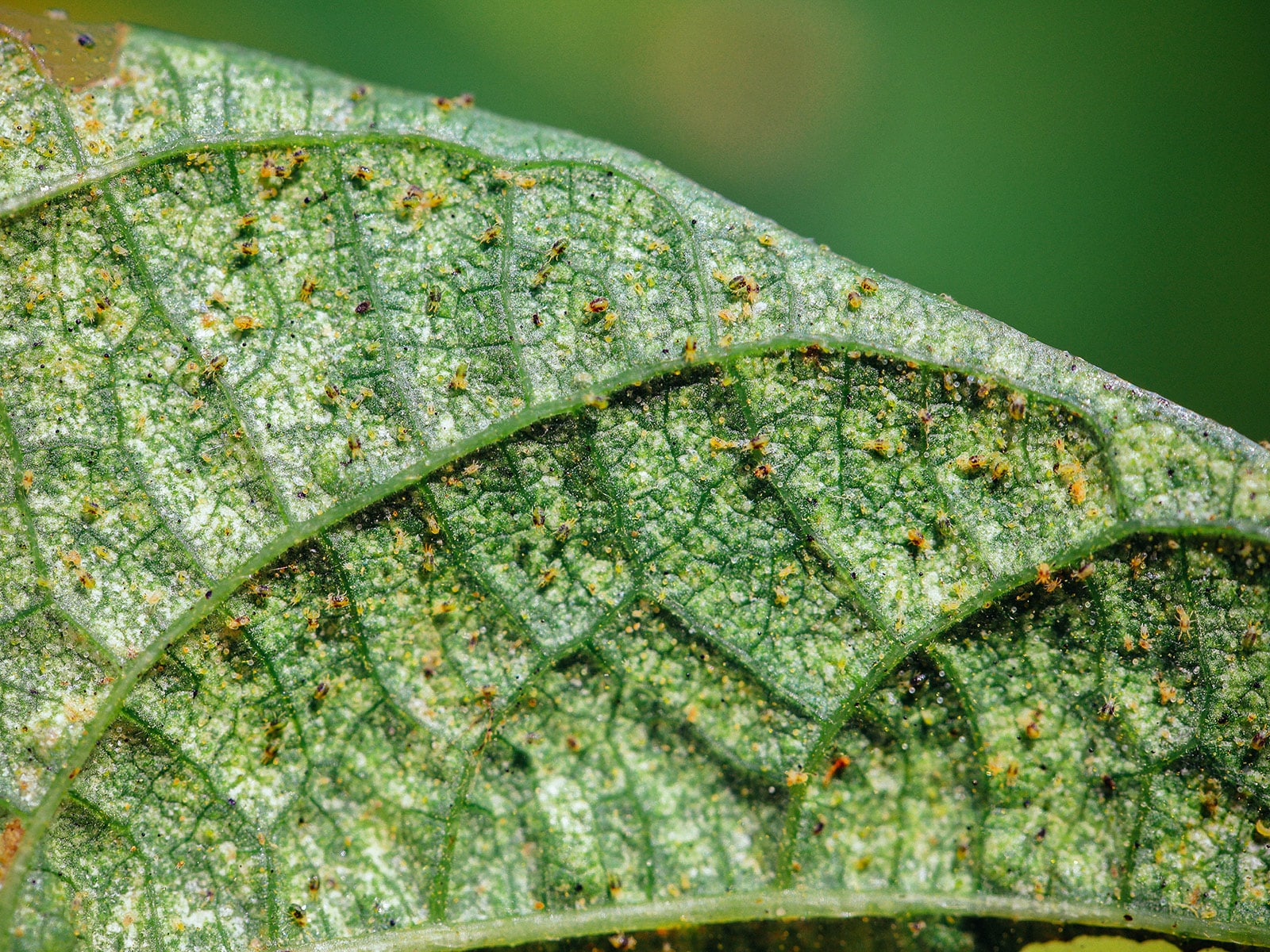 Close-up of the underside of a damaged tomato leaf with speckling and a severe infestation of spider mites